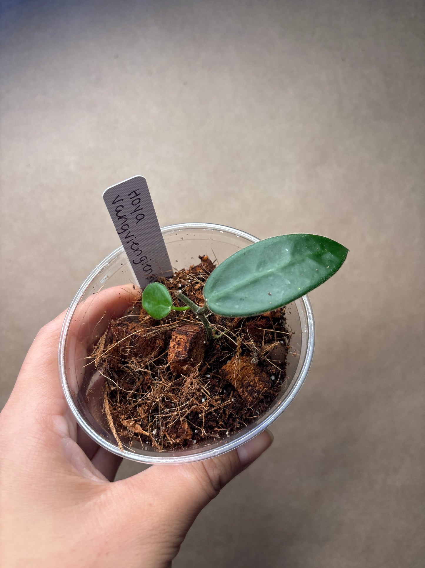 Hoya vangviengiensis