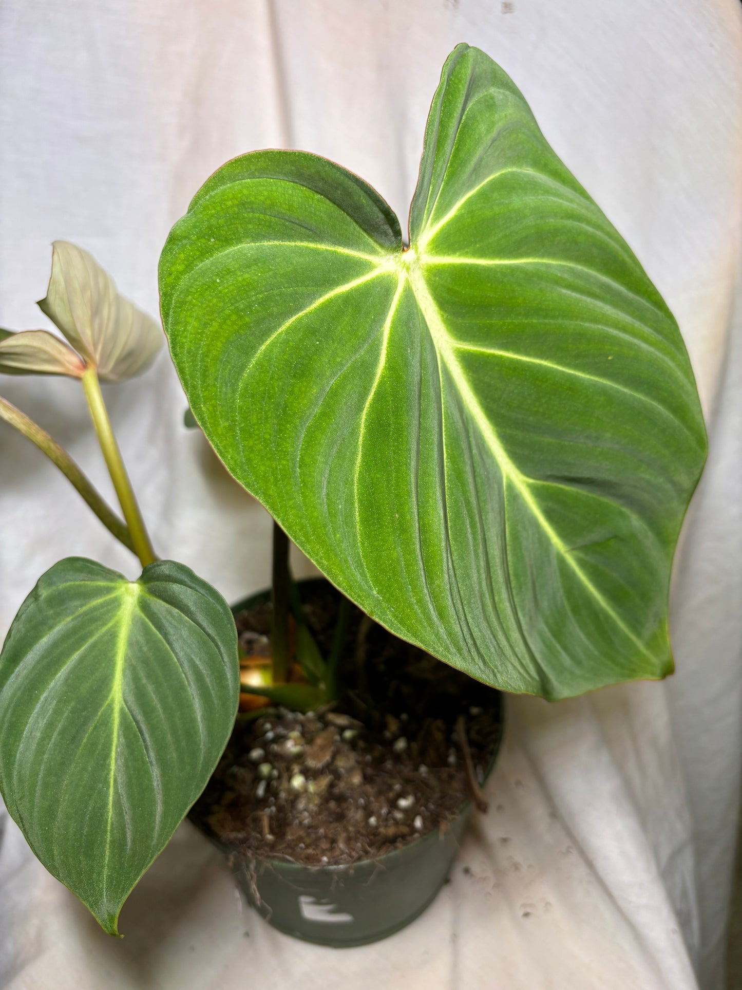 Philodendron Gloriosum