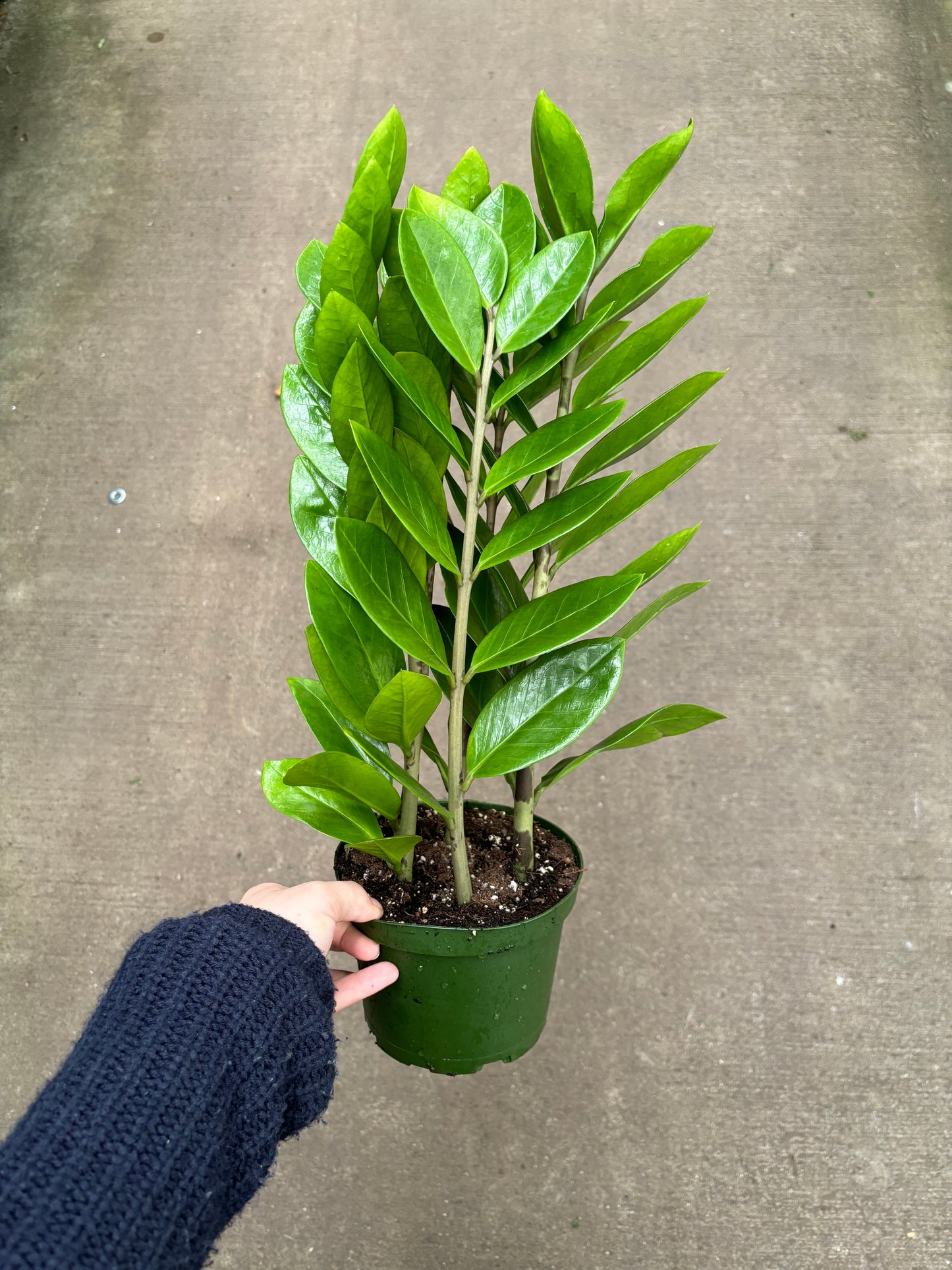 ZZ Plant
