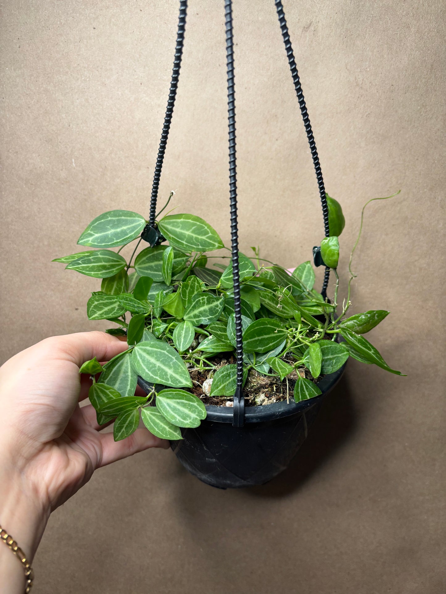 Dischidia 'Watermelon'