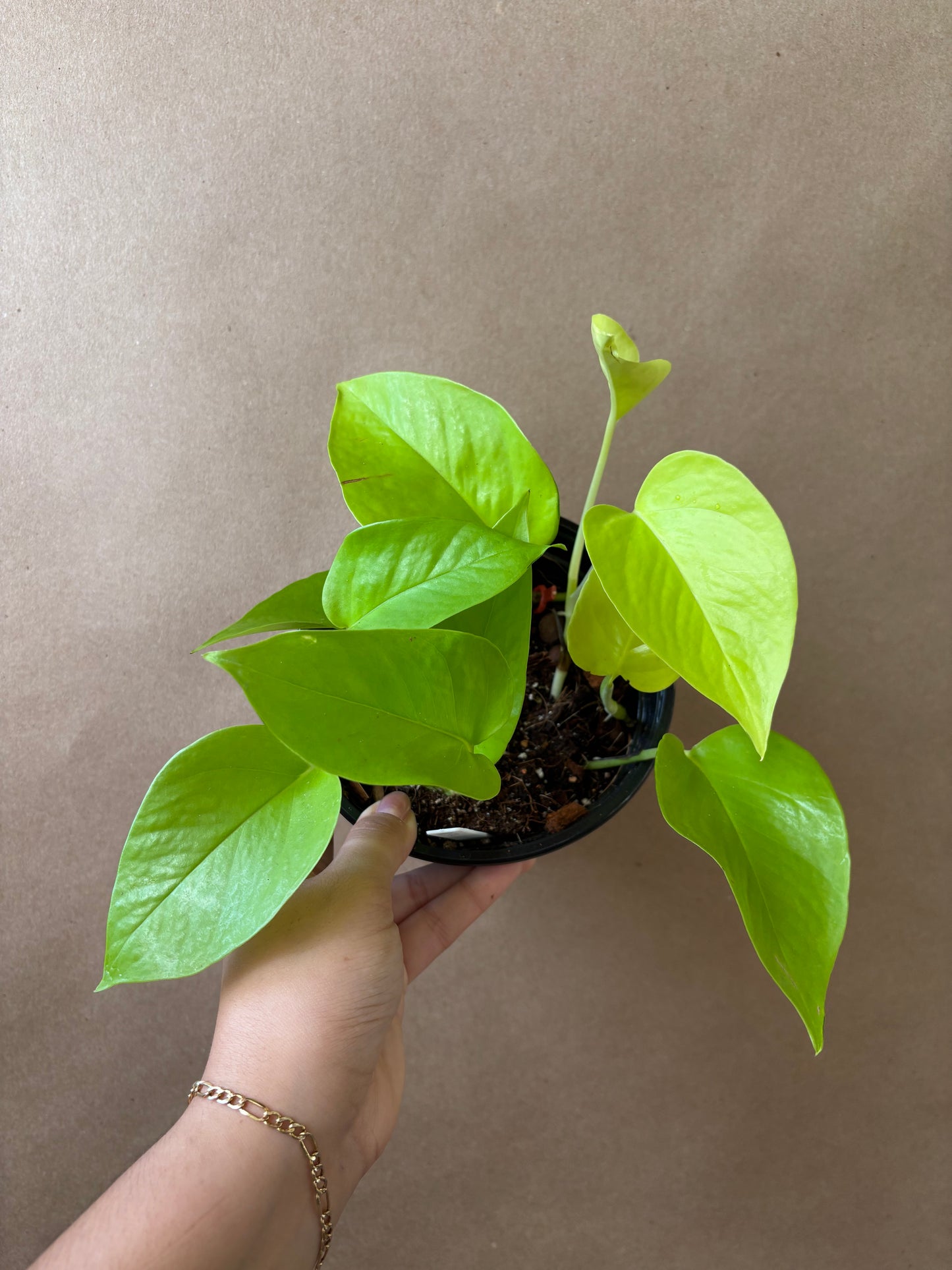 Neon Pothos