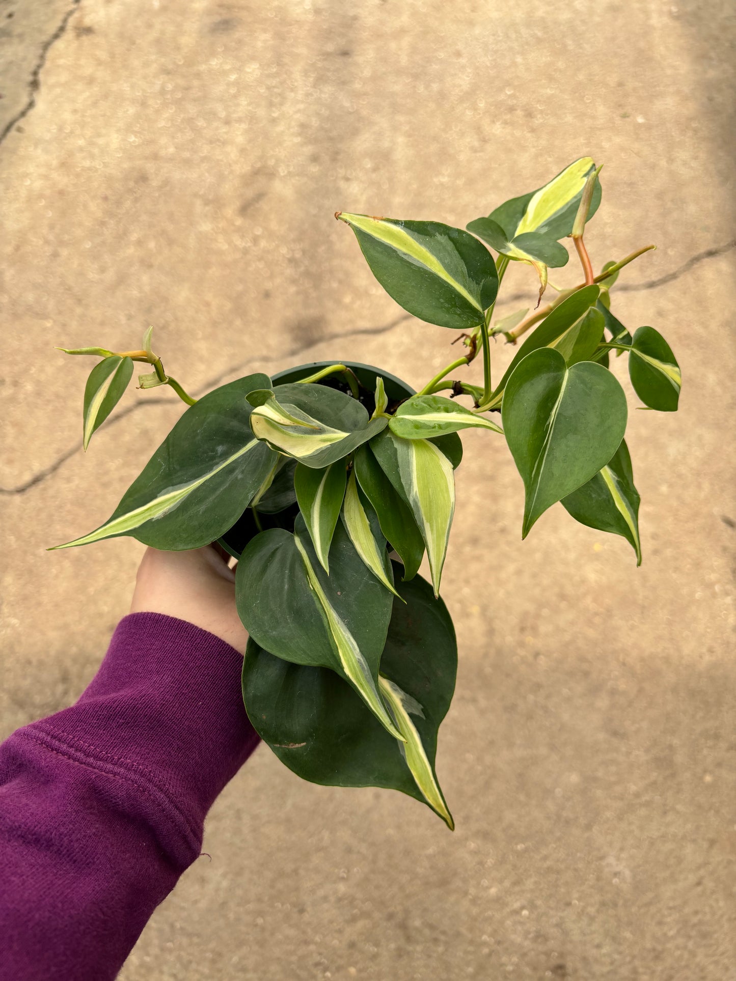 Philodendron Silver Stripe 3”