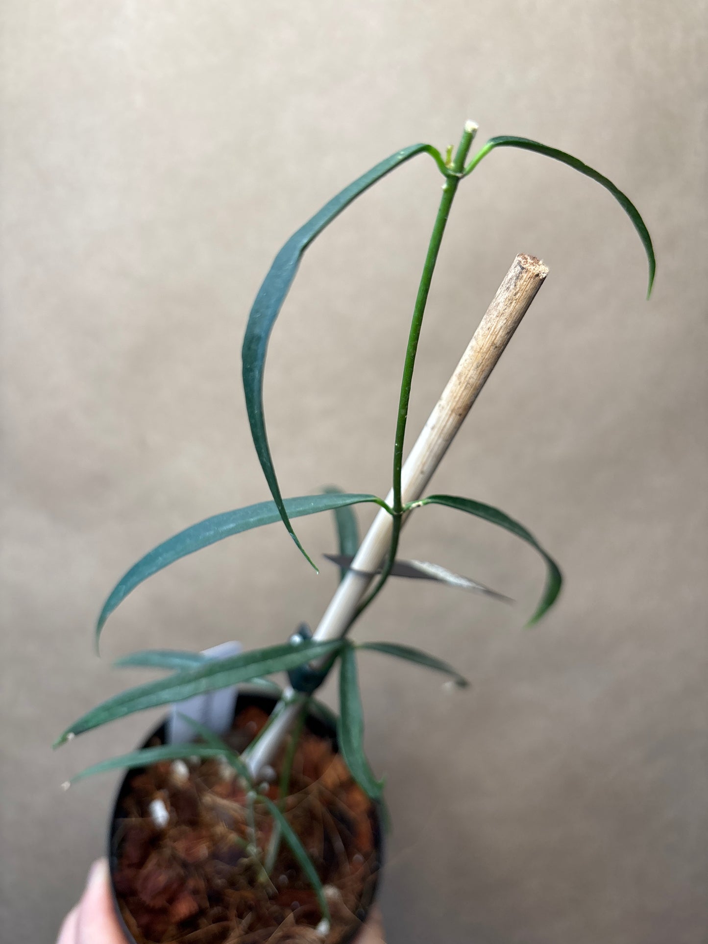 Hoya Stenophylla 4”