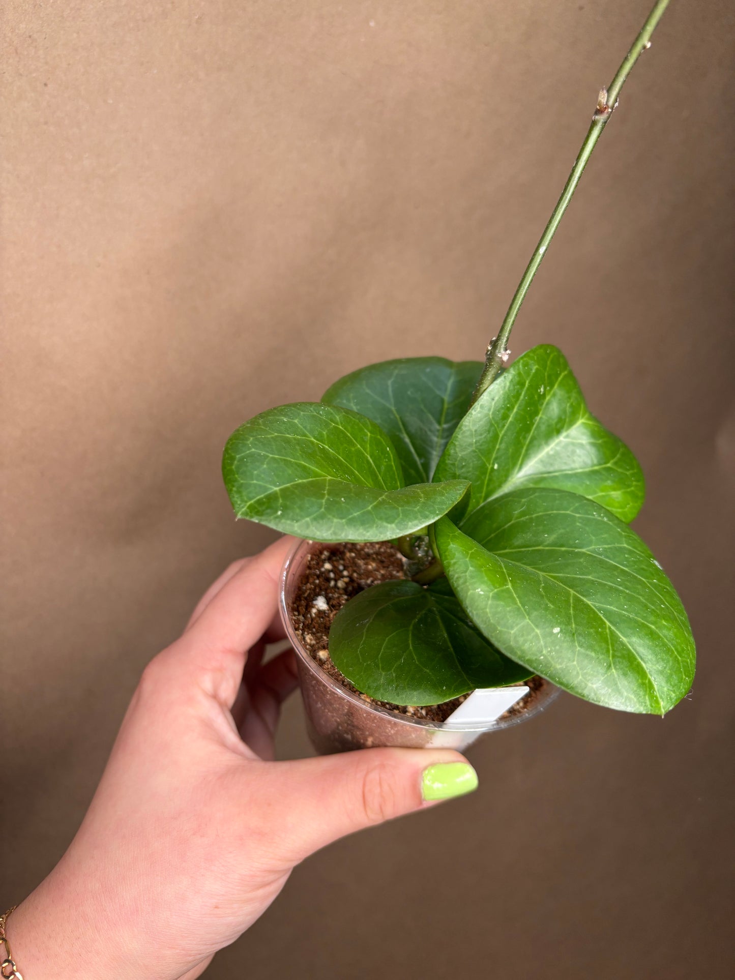 Hoya Rhiannon