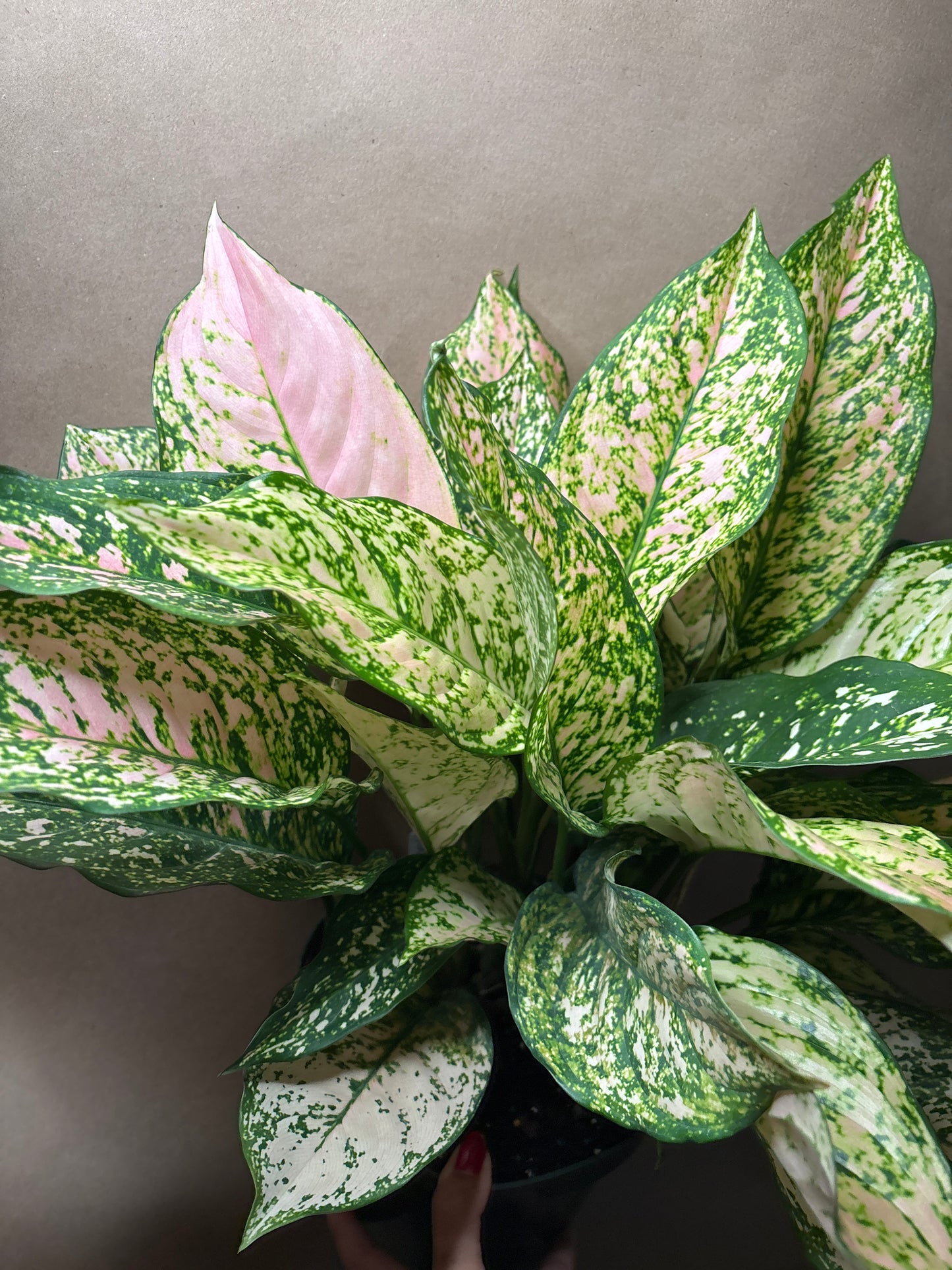 Aglaonema 'Etta Rose’