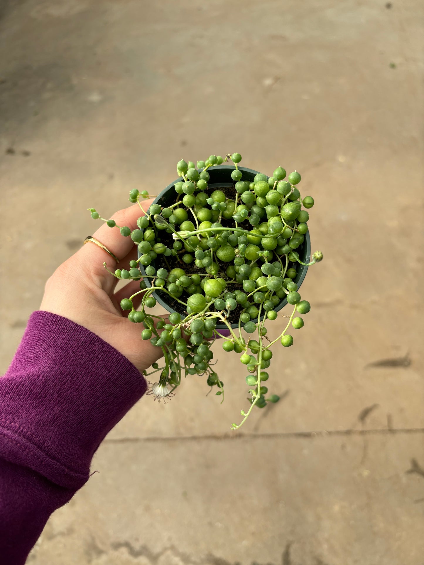 String of Pearls