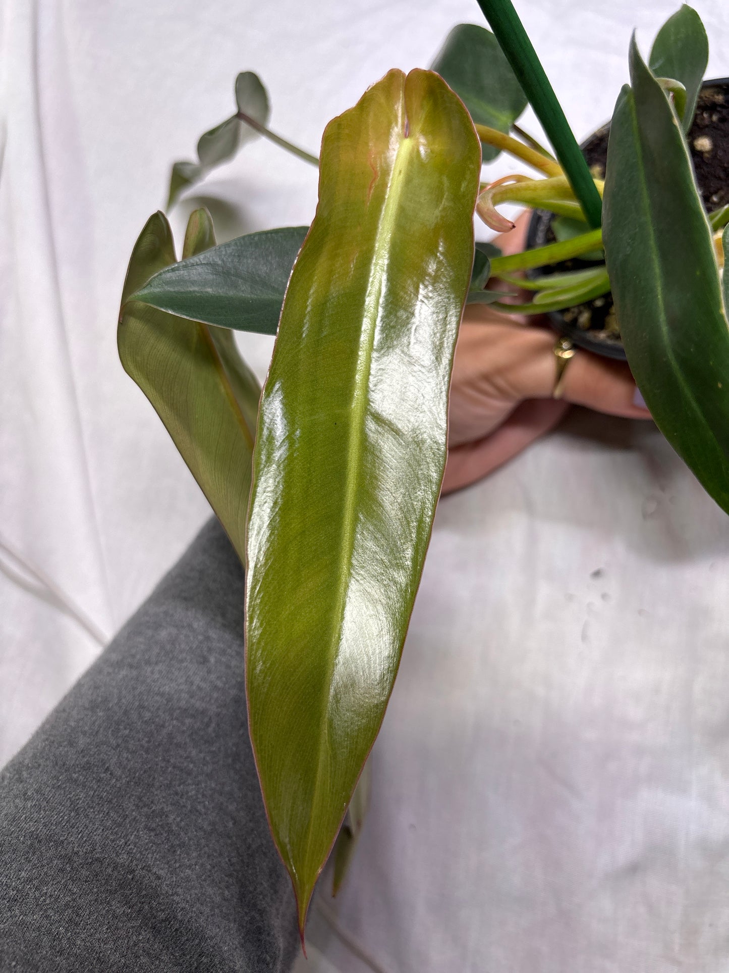 Philodendron Spiritus Sancti