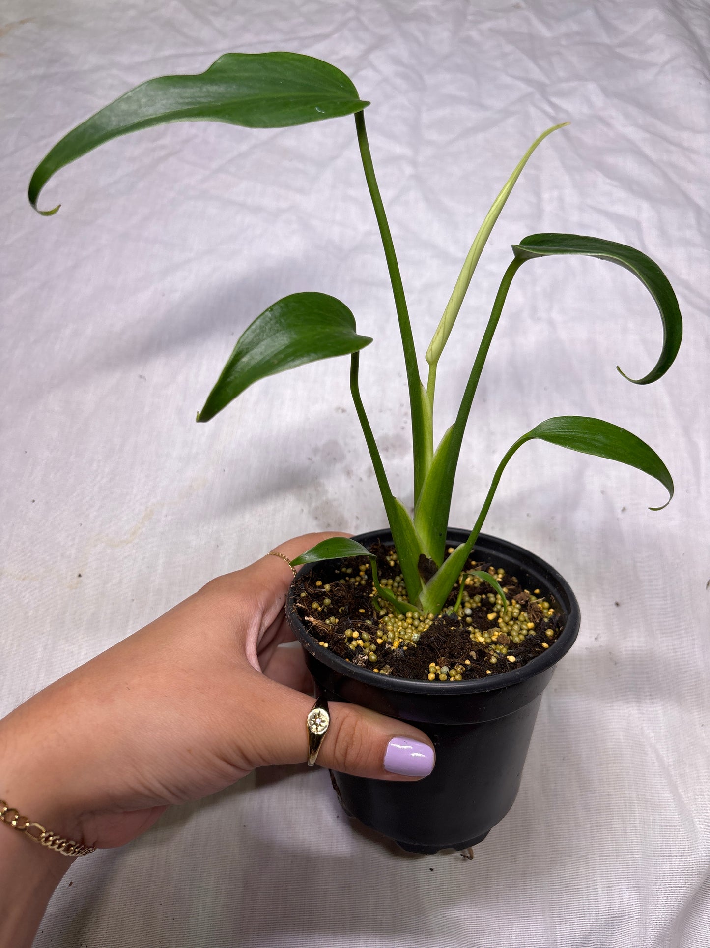 Monstera Burle Marx Flame