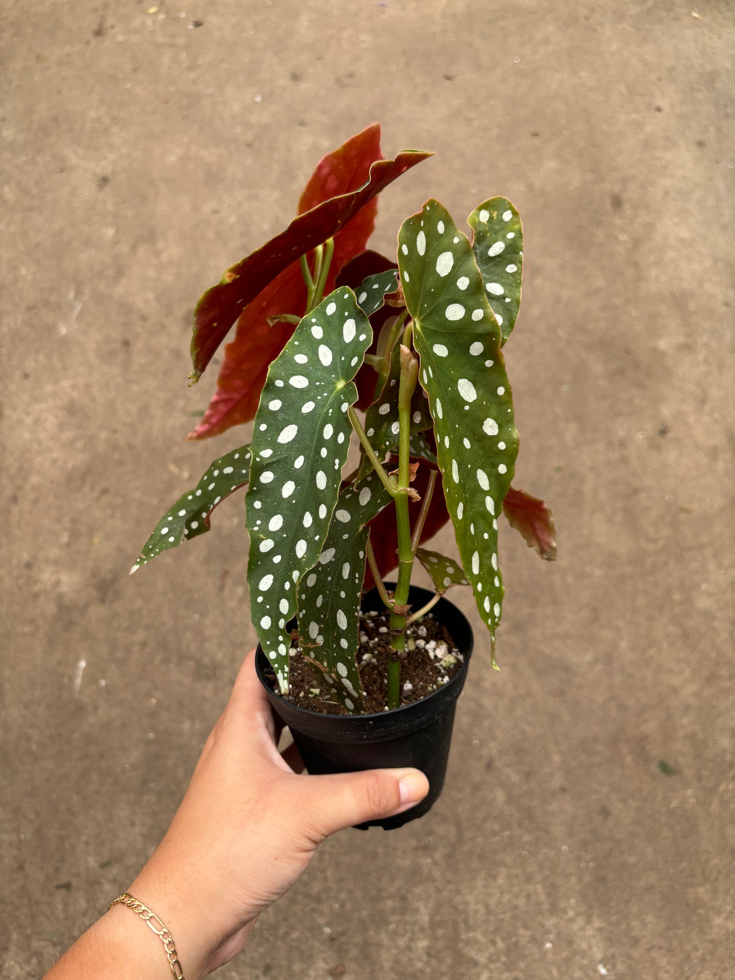 Begonia Maculata