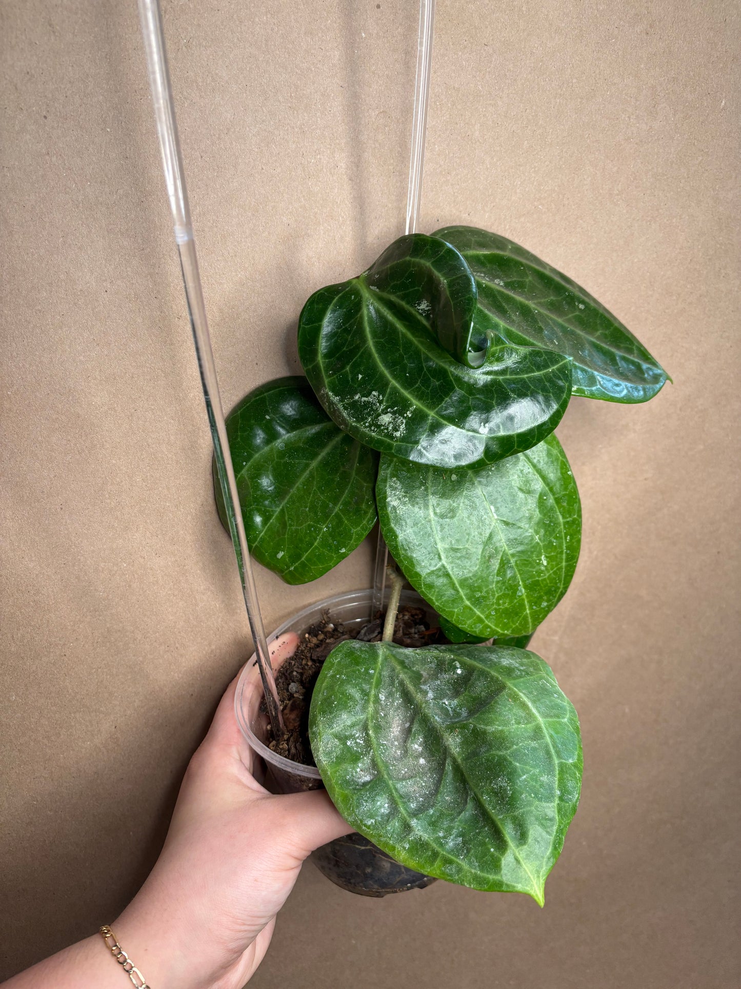 Hoya Latifolia ‘Snow Queen’