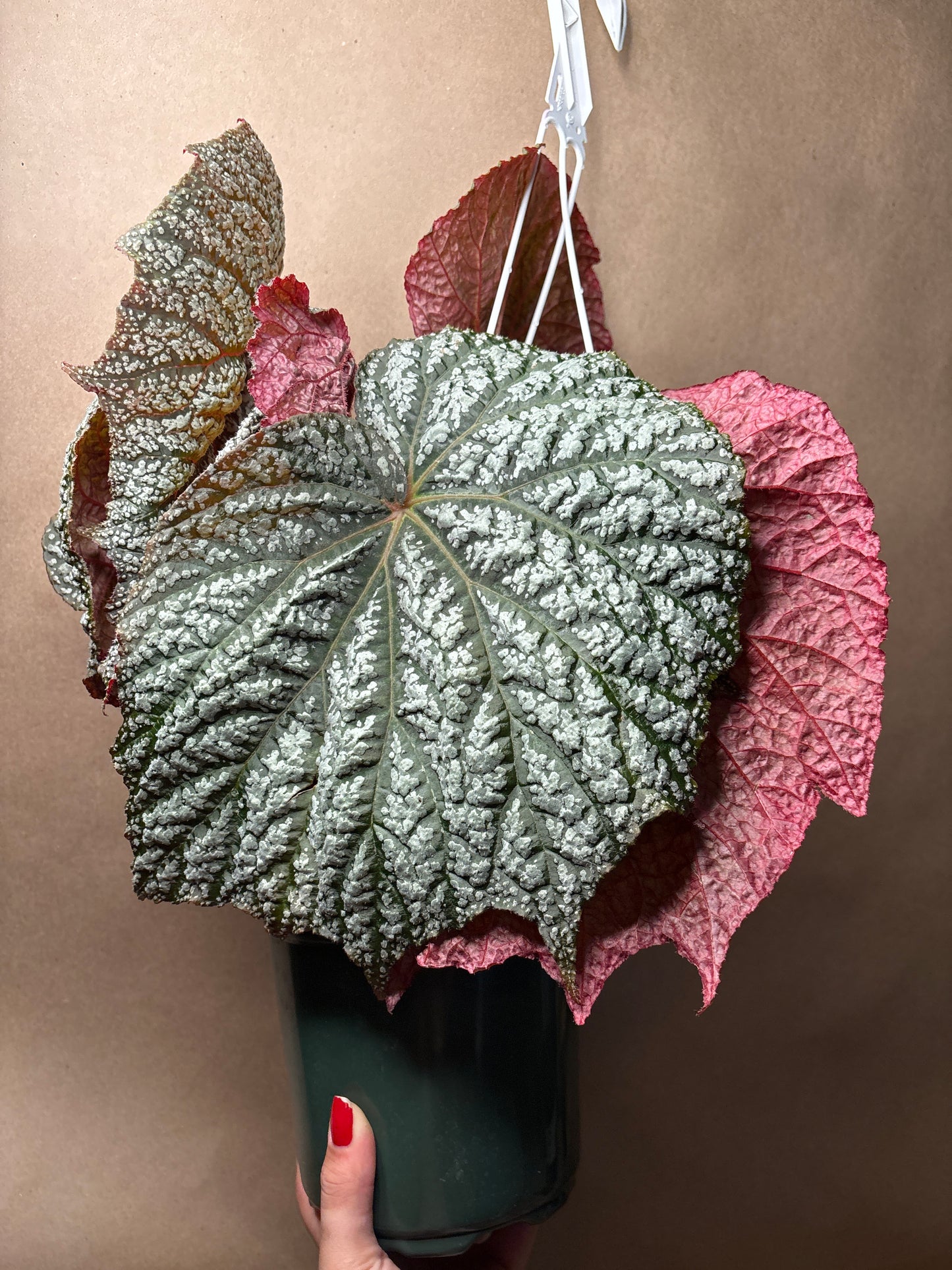Begonia Emma’s Evolution™ pterodactyl
