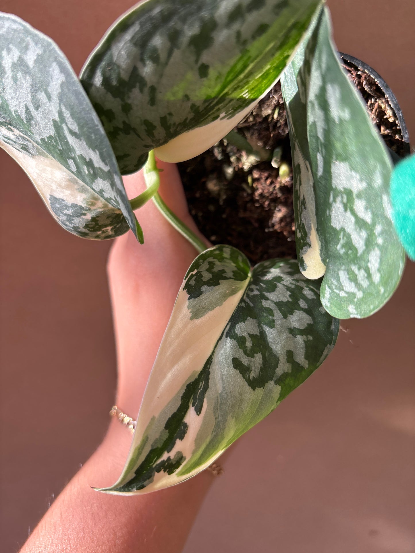 Scindapsus ‘Mariposa’ 3”