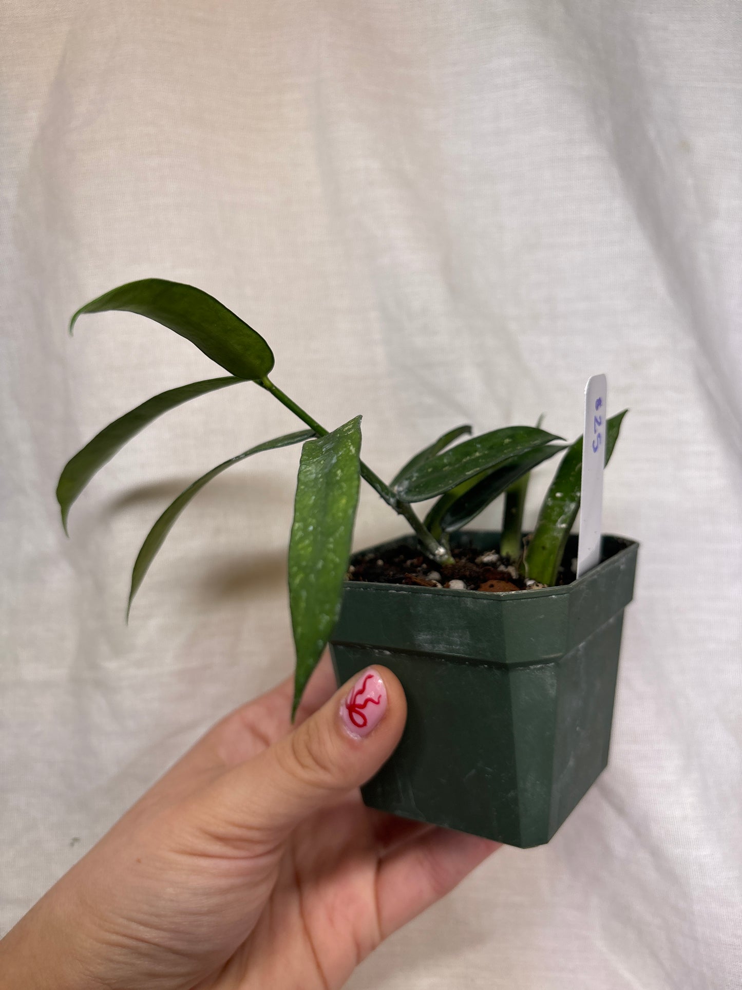 Hoya Pandurata Splash