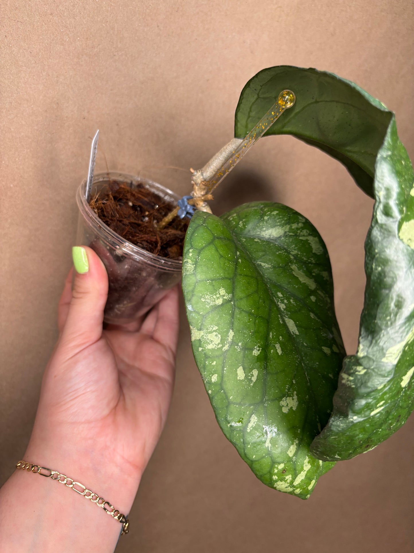 Hoya Elephant