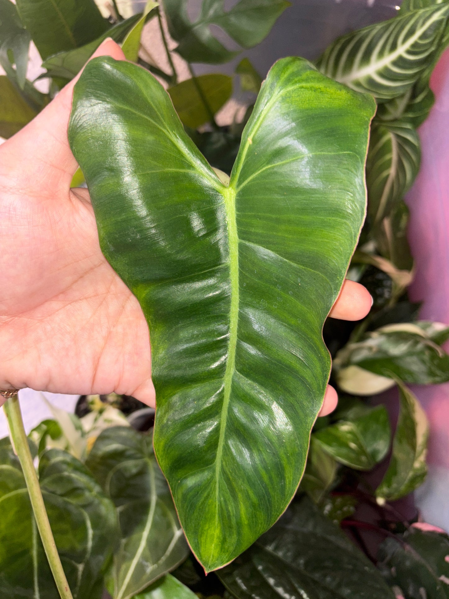 Philodendron Paraiso Verde