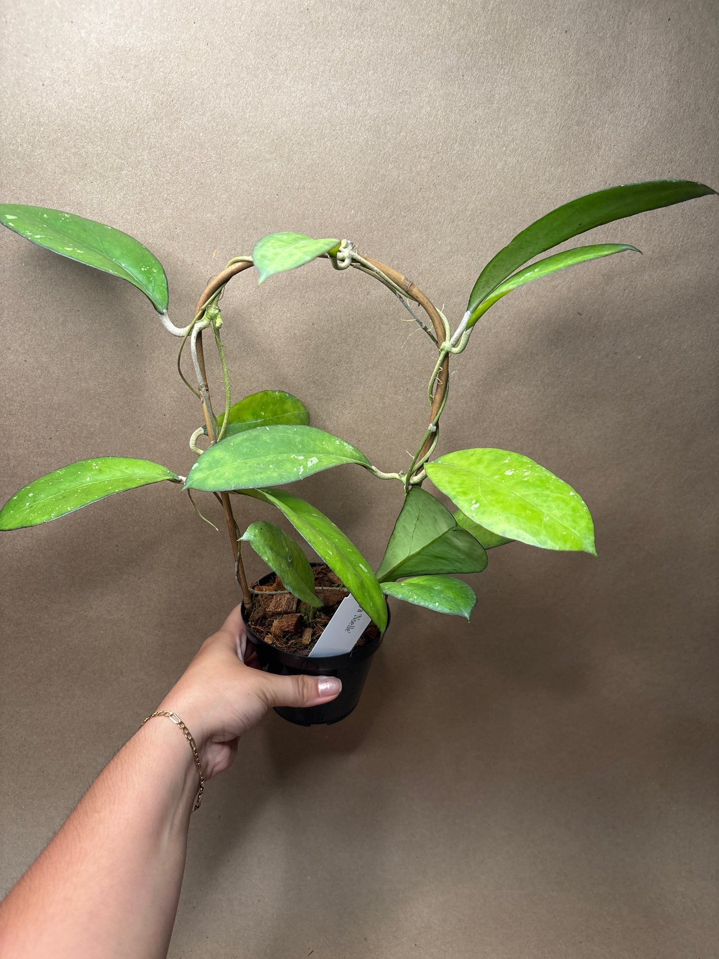 Hoya ‘Noelle’ 4” Trellis