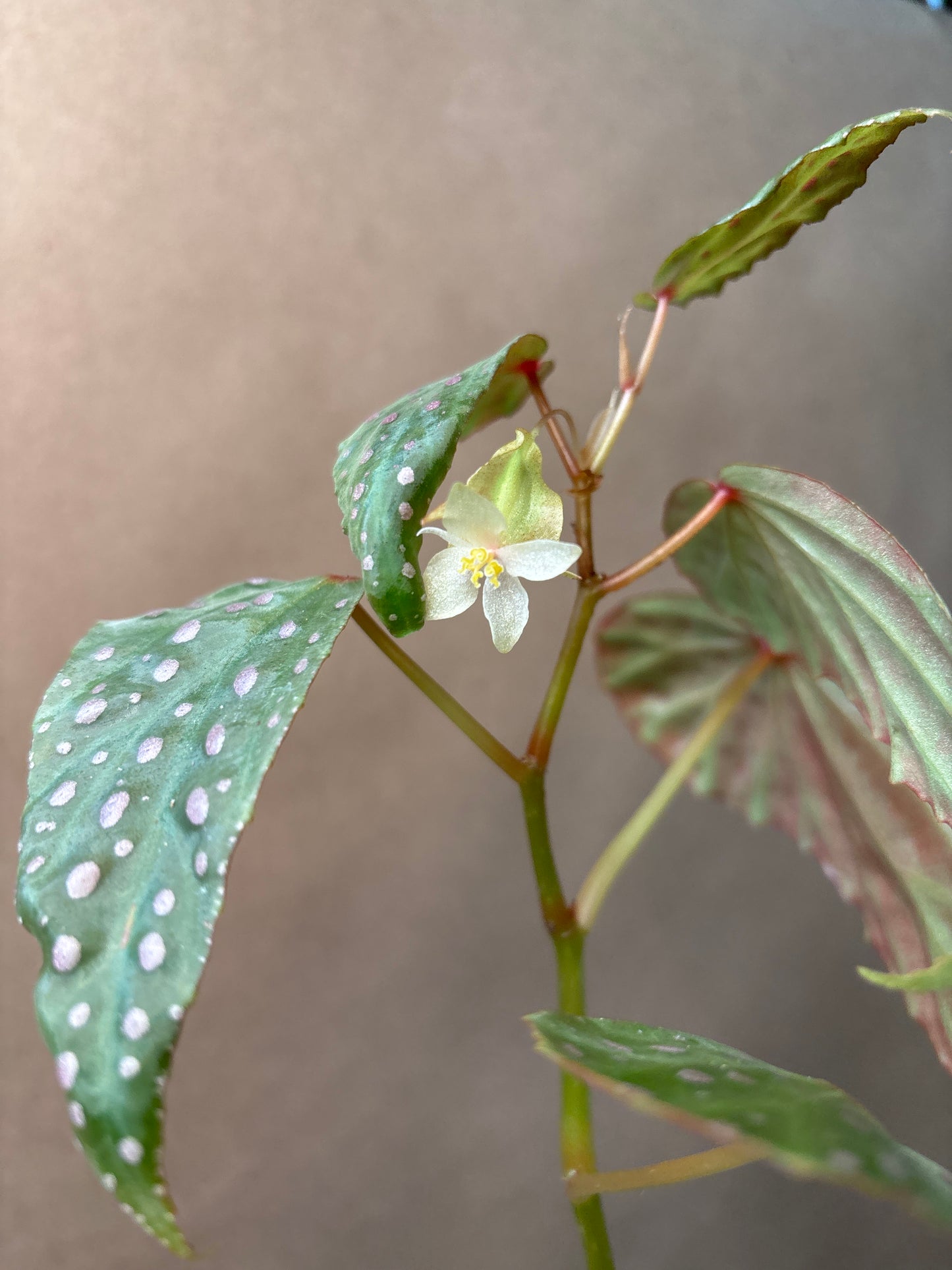 Begonia Malachosticta