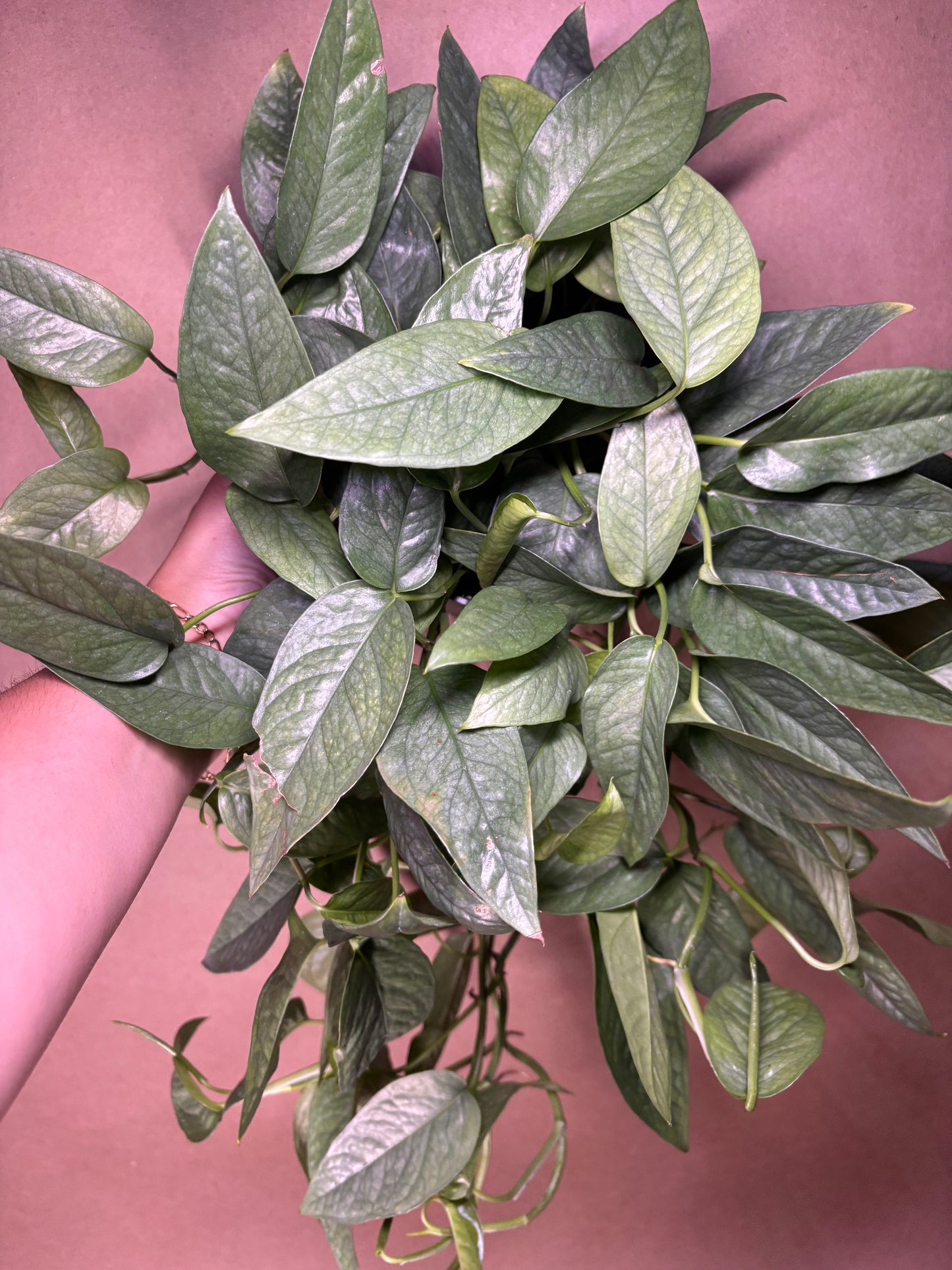 Pothos Cebu Blue