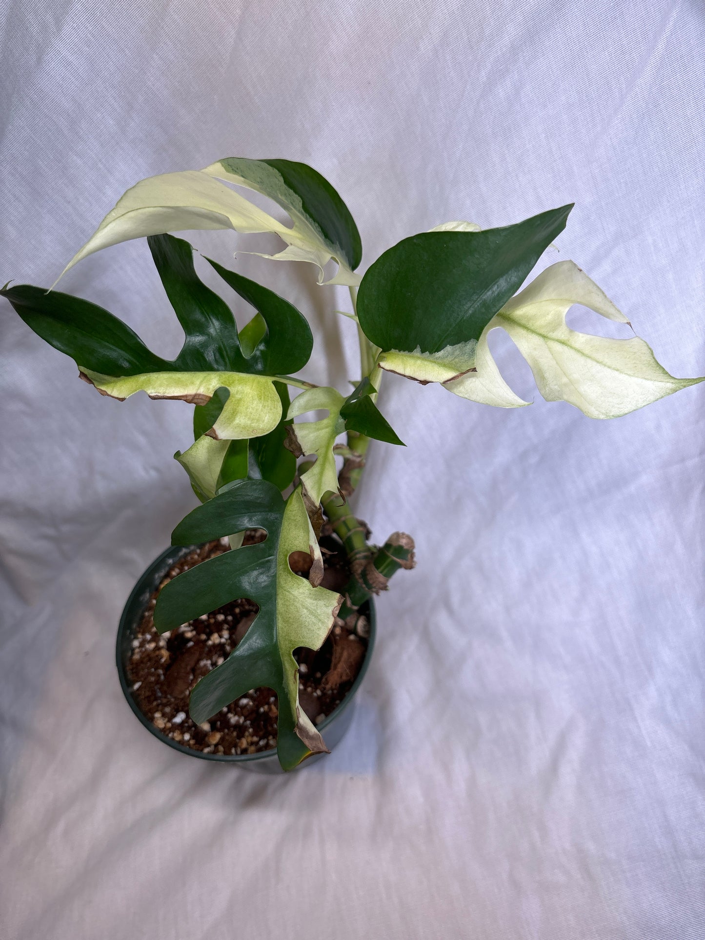 Variegated Rhaphidophora Tetrasperma