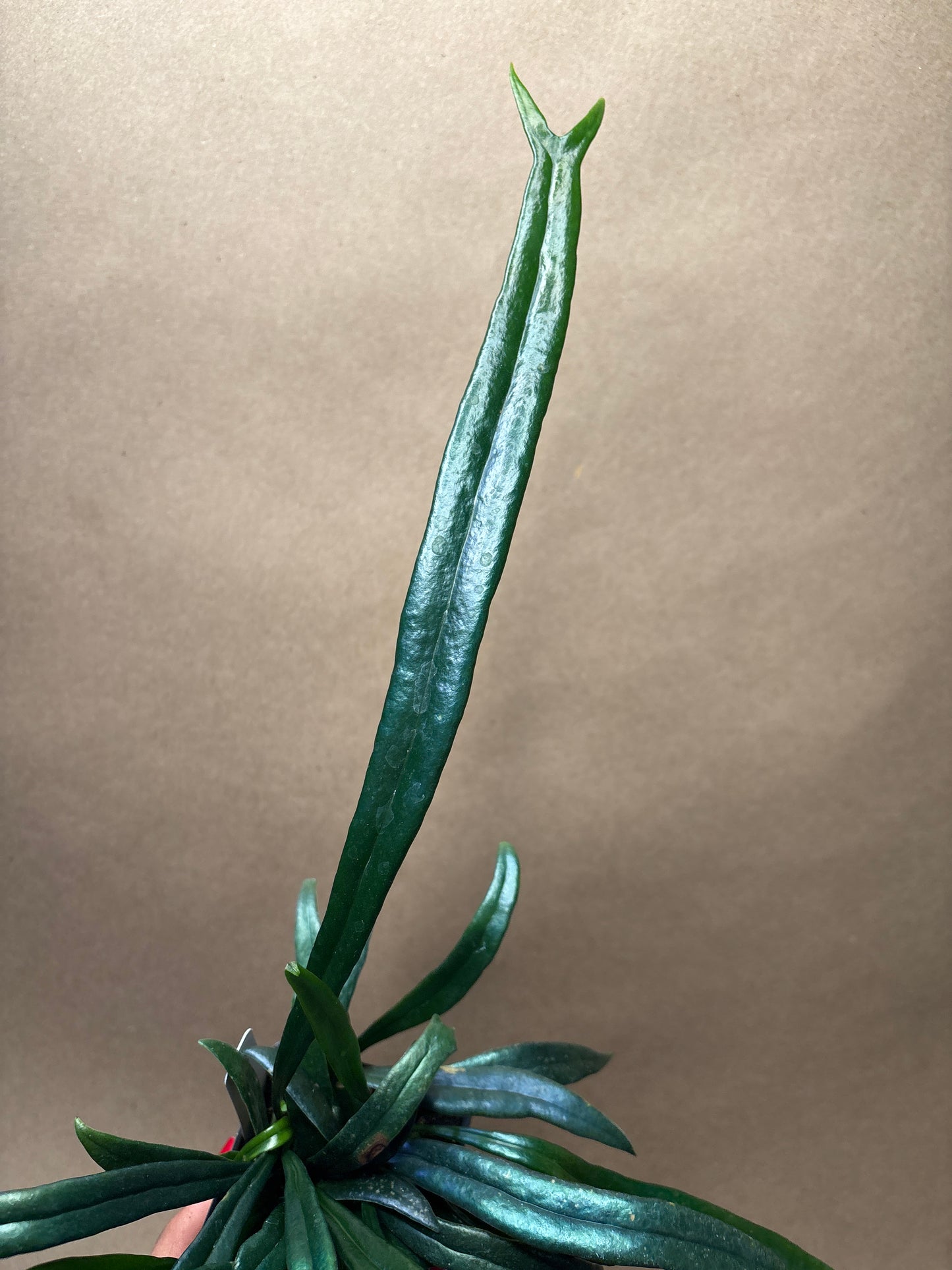 Blue Oil Fern 2.5”