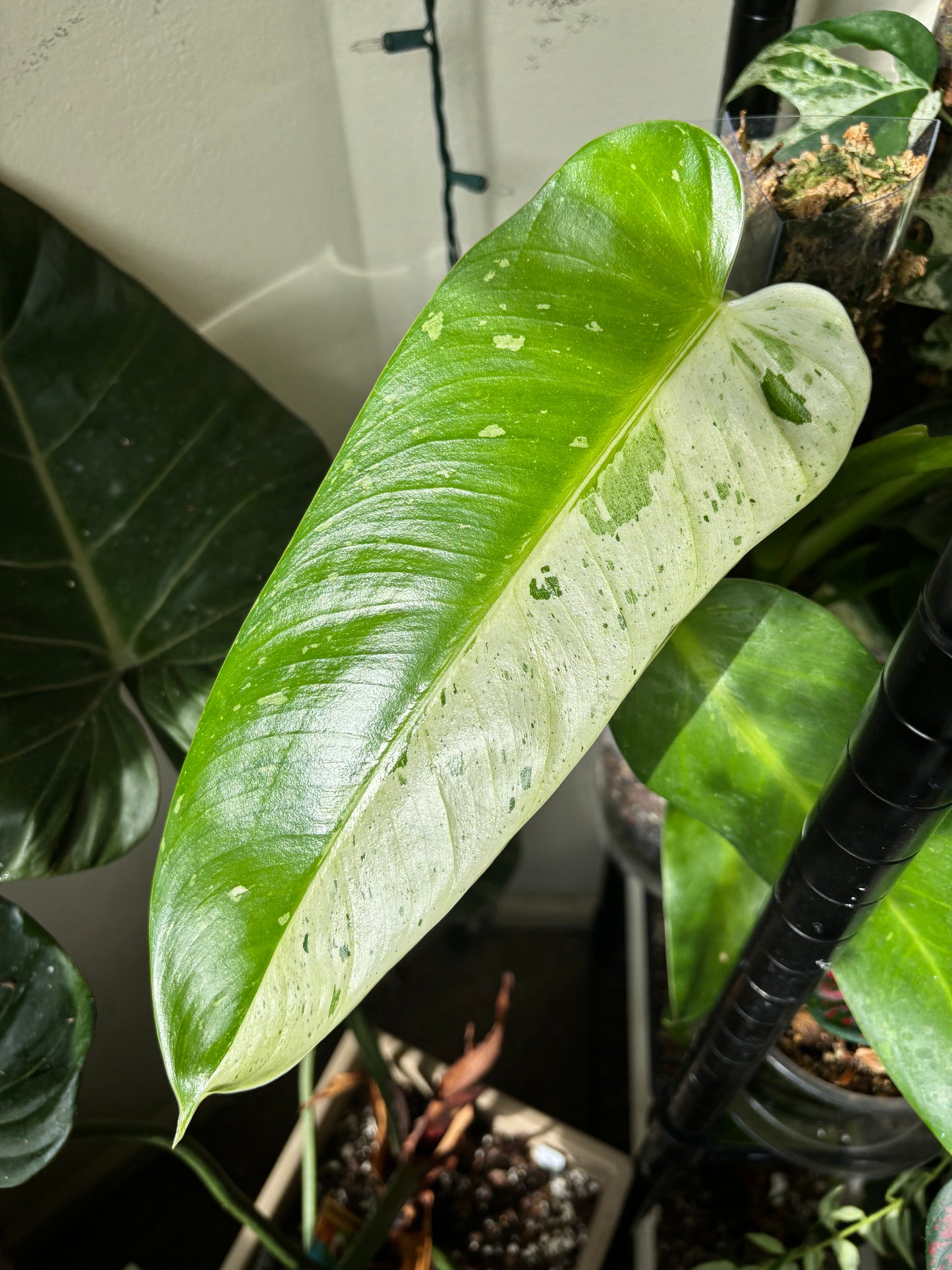 Philodendron ‘Jose Buono’