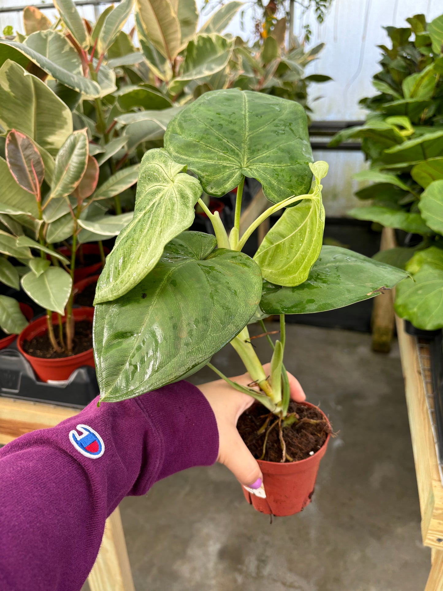 Syngonium Chiapense Frosted Heart