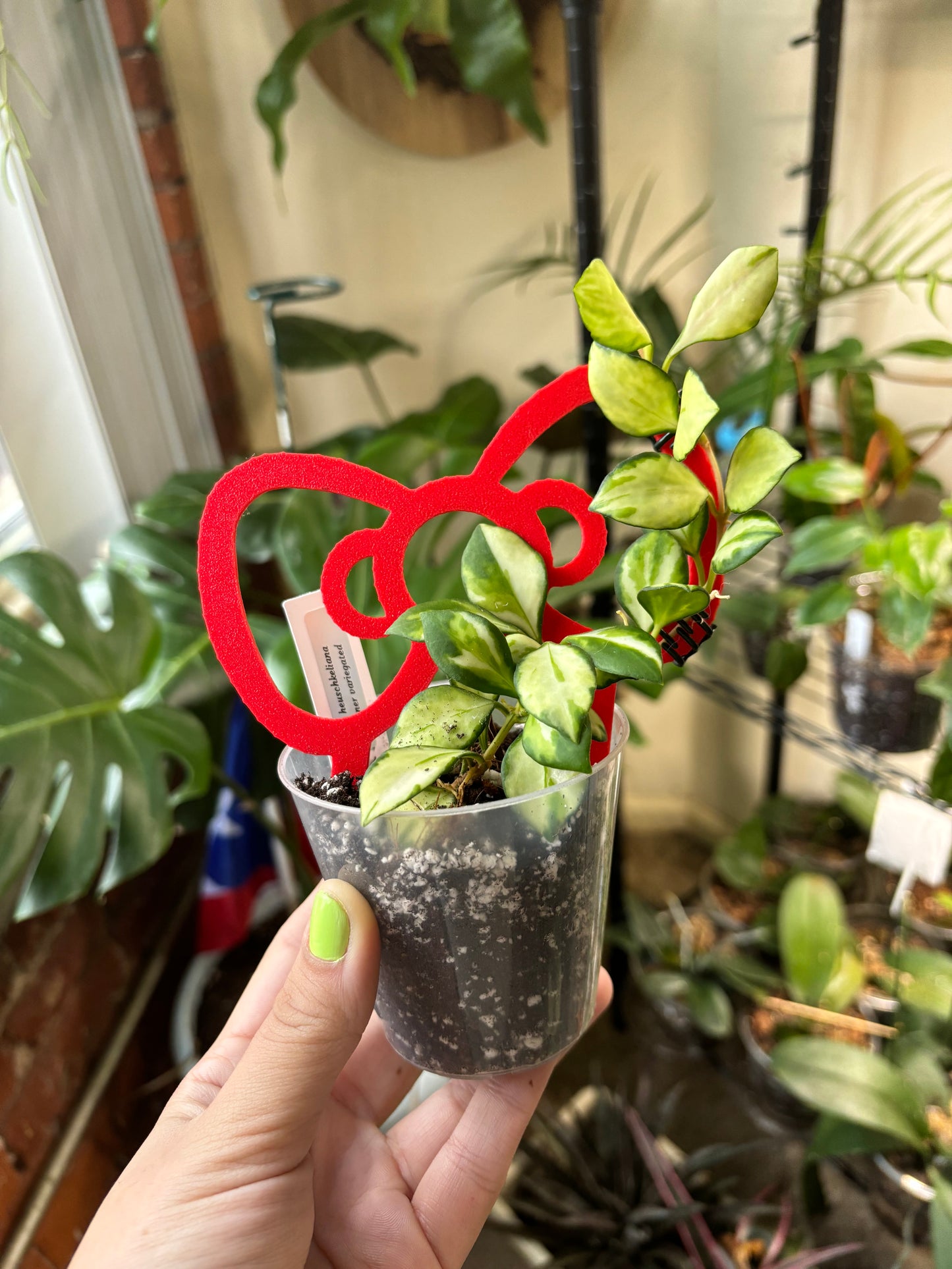 Hello Kitty Bow Trellis 6”