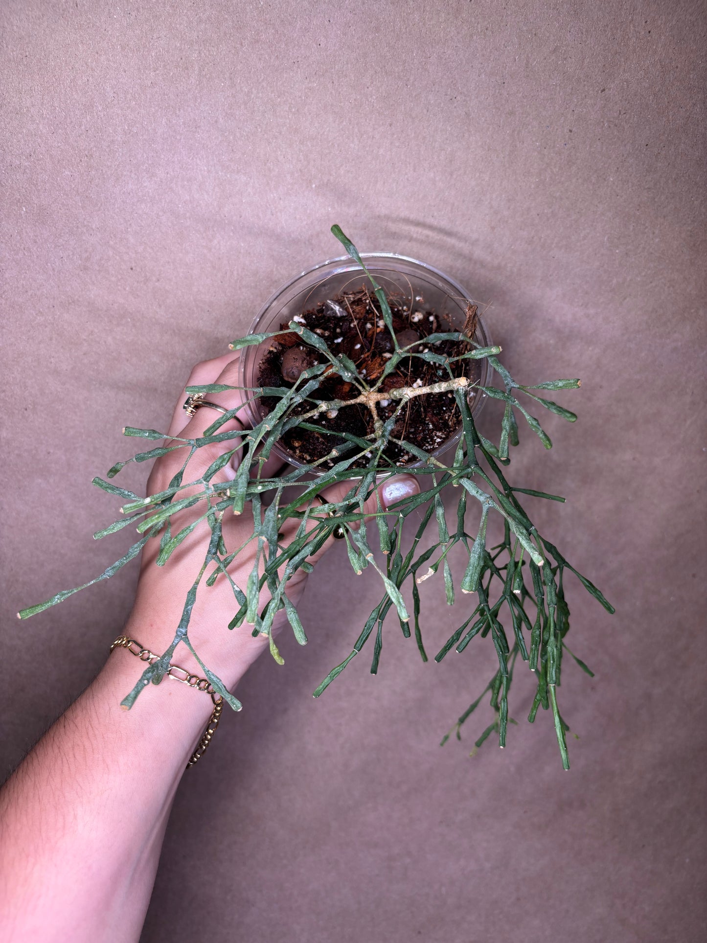 Rhipsalis Dancing Bones