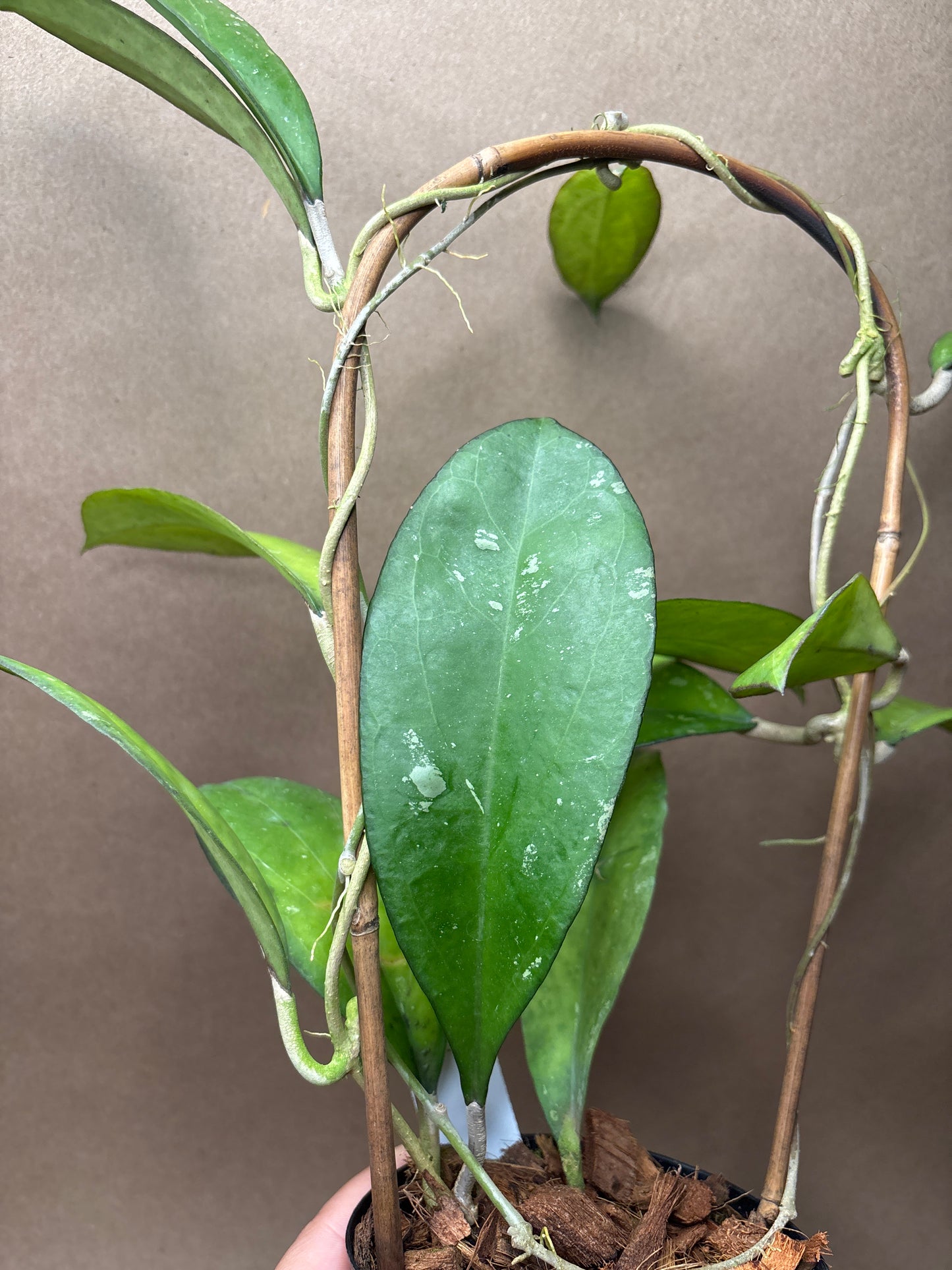 Hoya ‘Noelle’ 4” Trellis