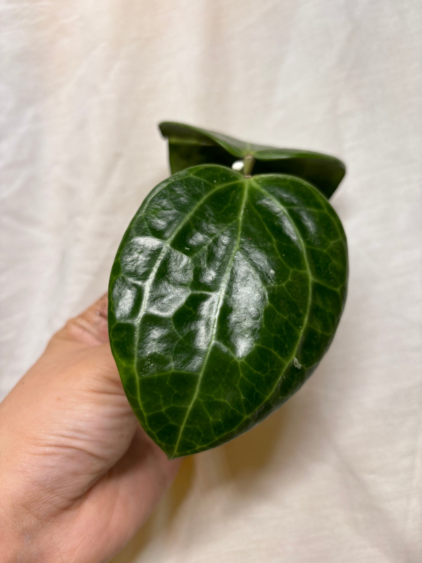 Hoya Latifolia ‘Snow Queen’