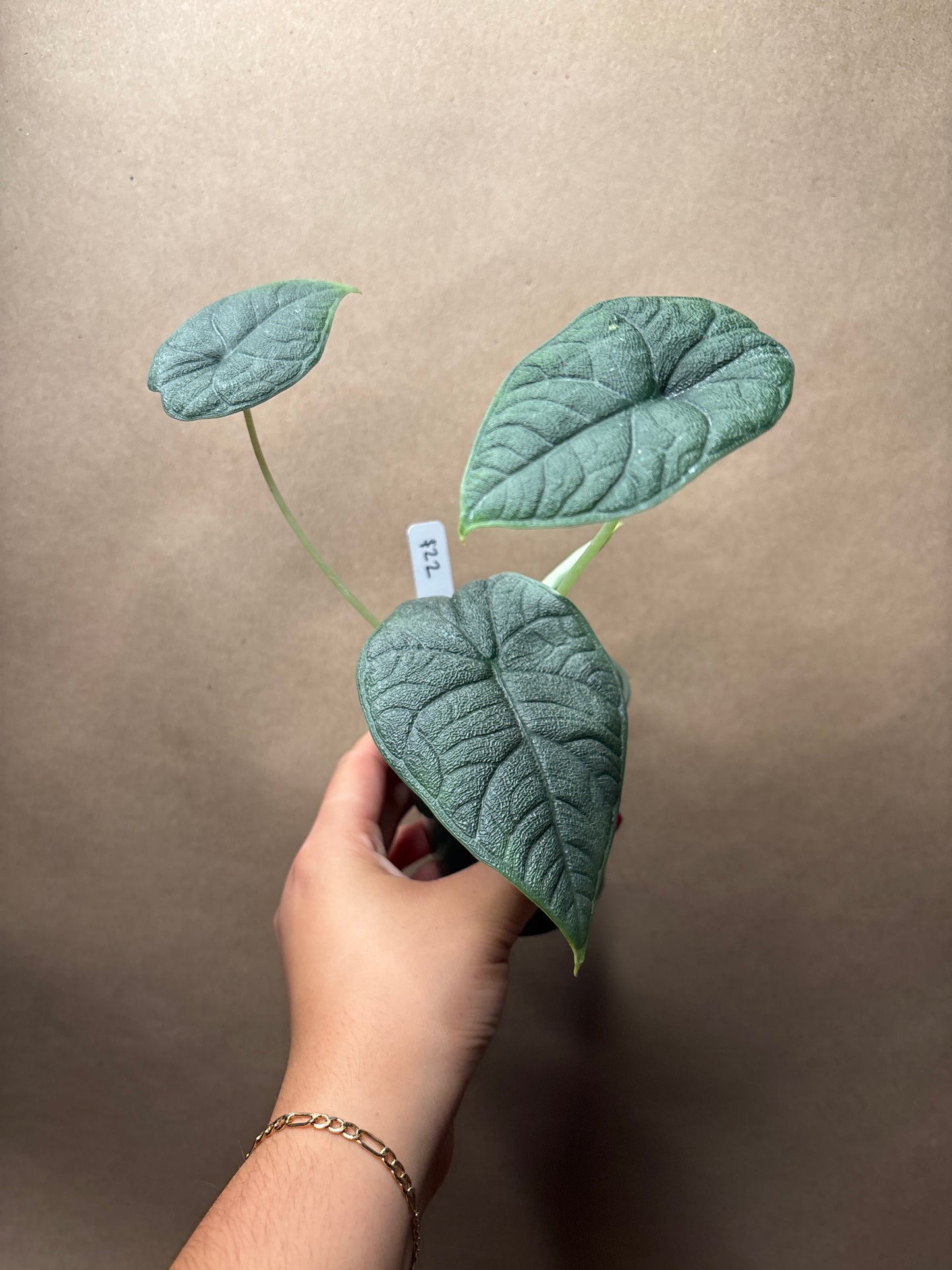 Alocasia Melo