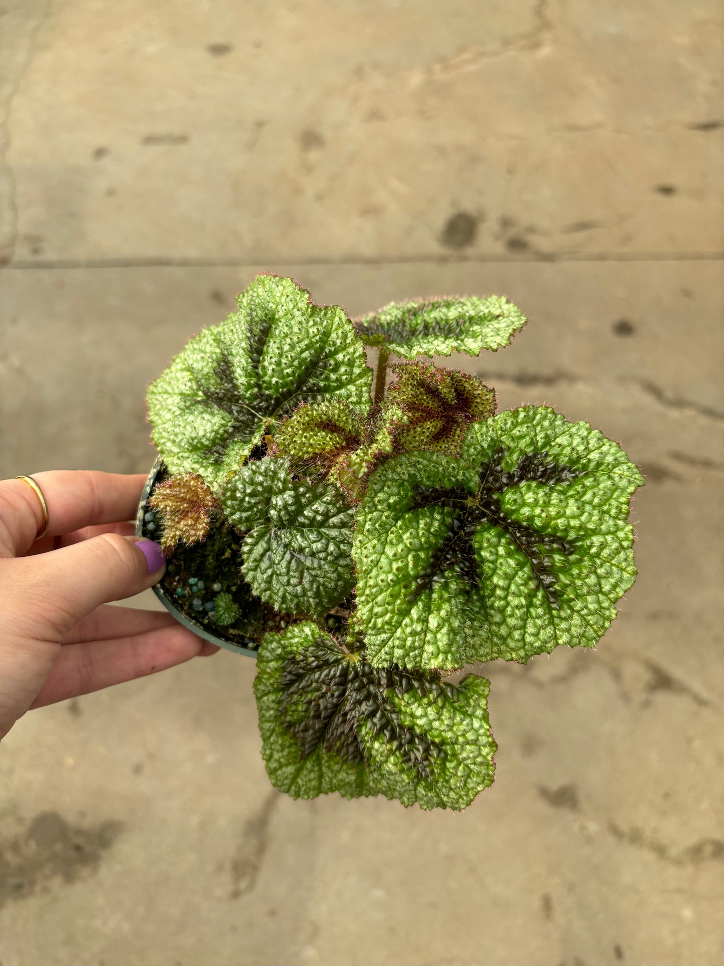 Begonia Masoniana Tricolor