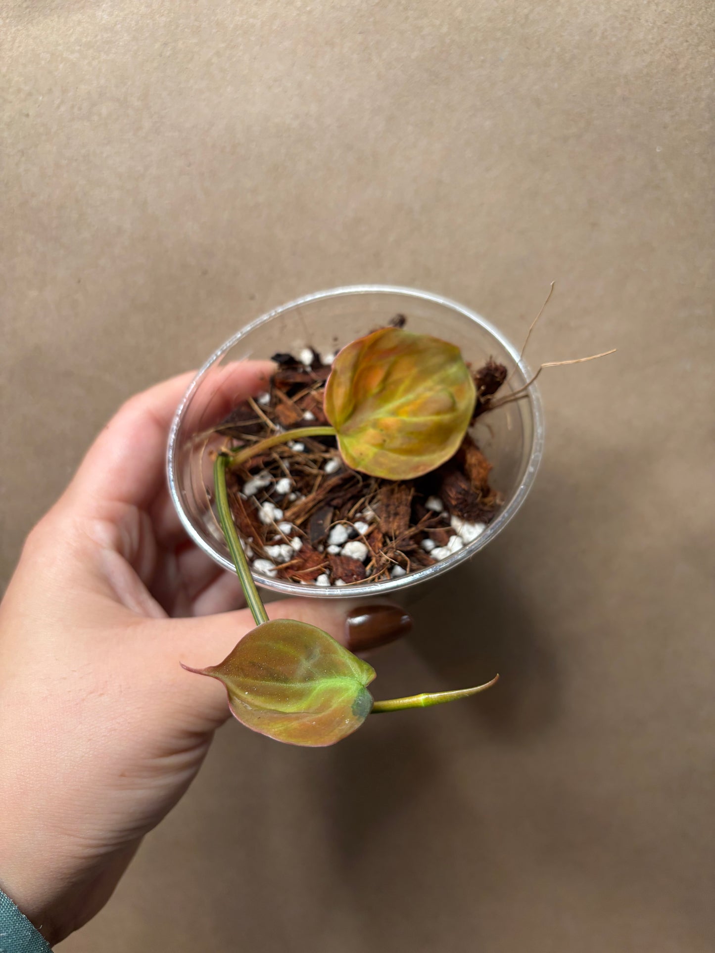 True Pink/Albo Micans