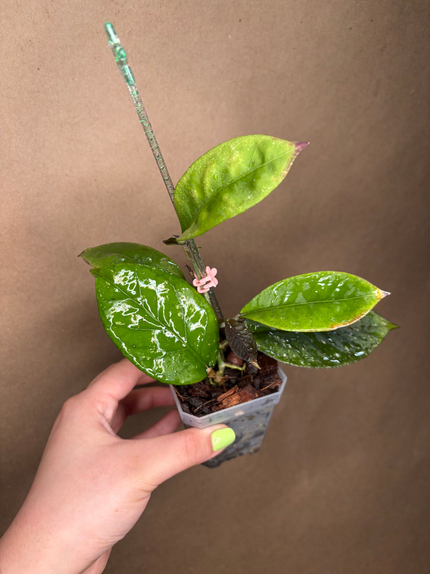 Hoya Dragon Egg