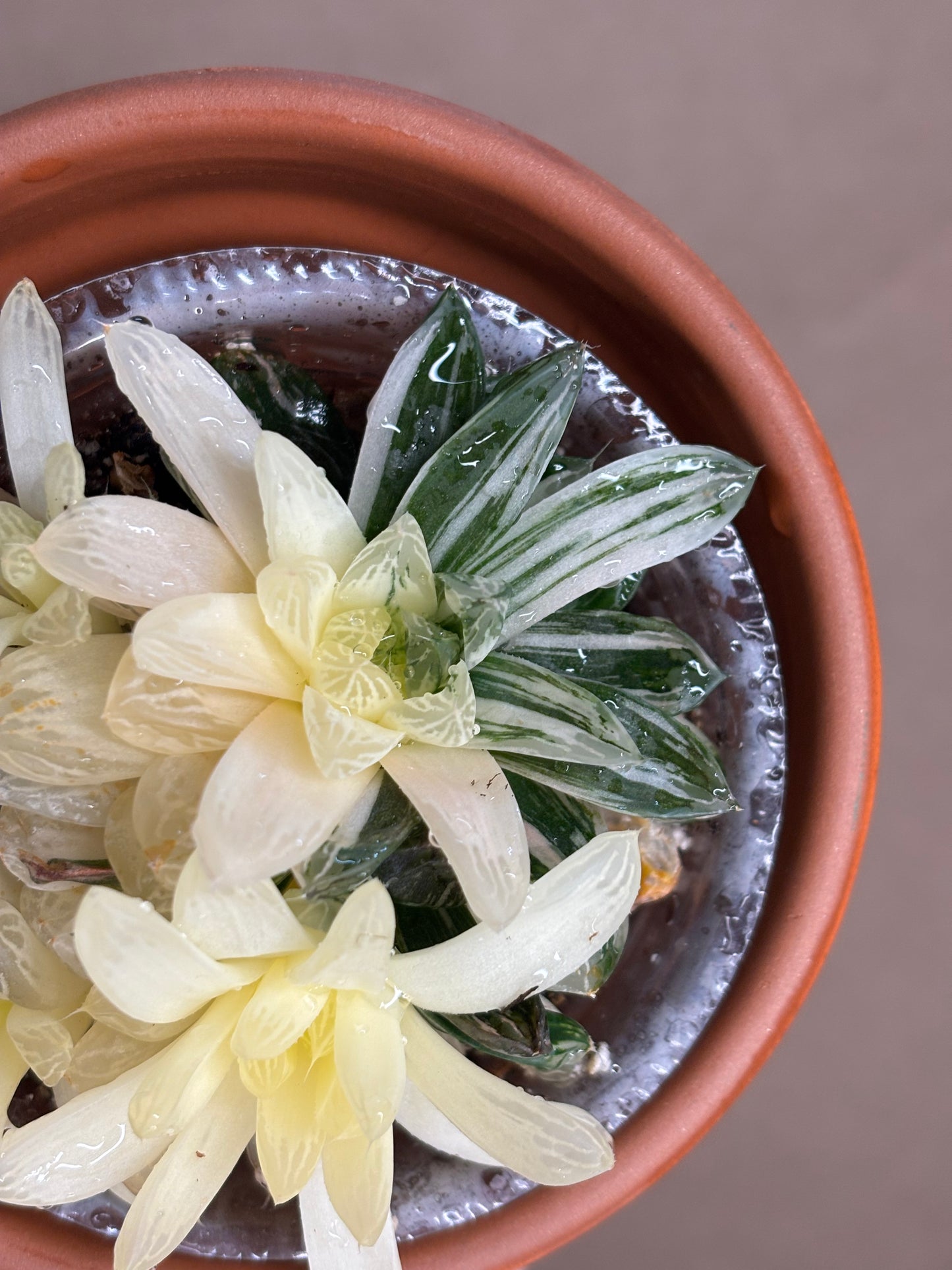Haworthia Cooperii Variegated