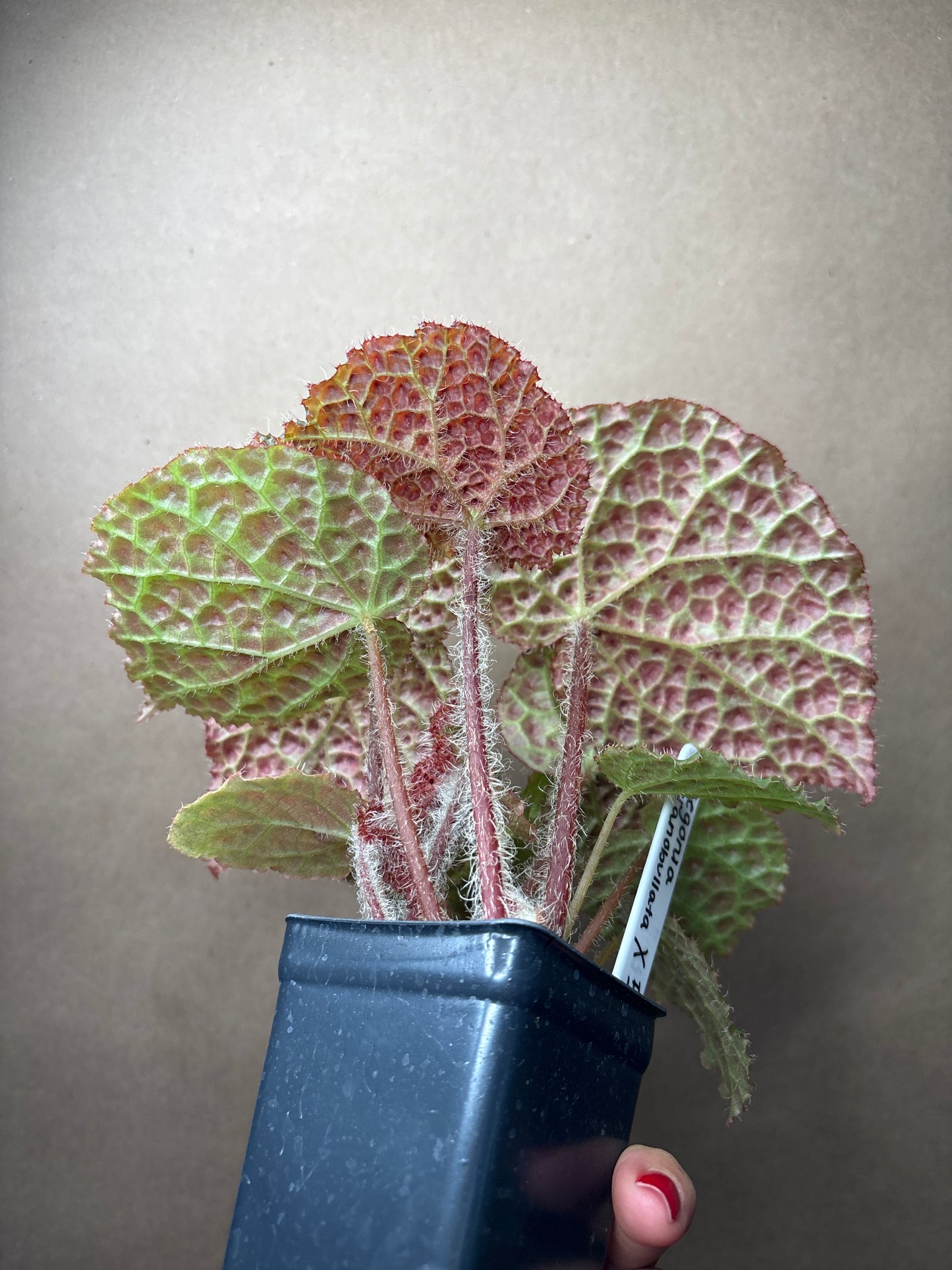 Begonia Mellanobullata x Iron Cross Tricolor