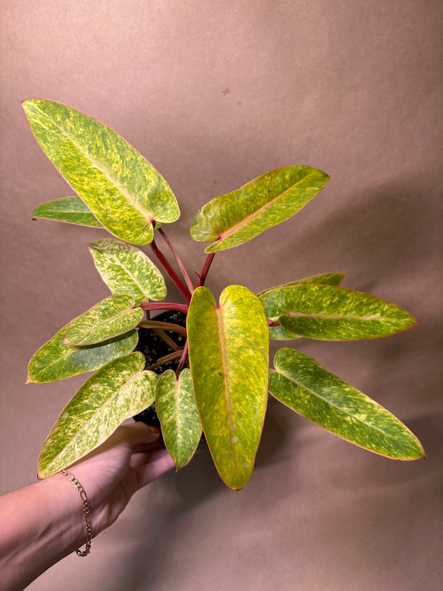 Philodendron Painted Lady