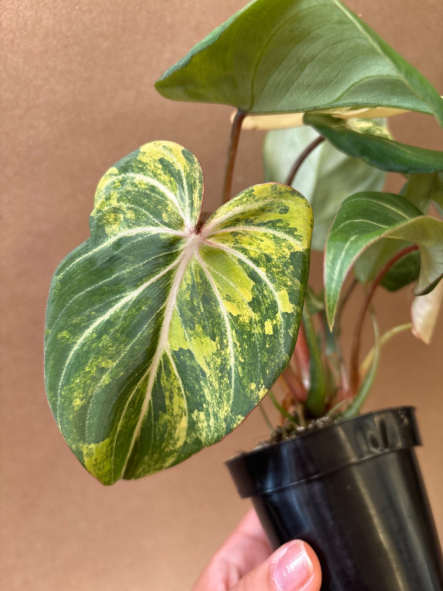 Philodendron Gloriosum Variegated