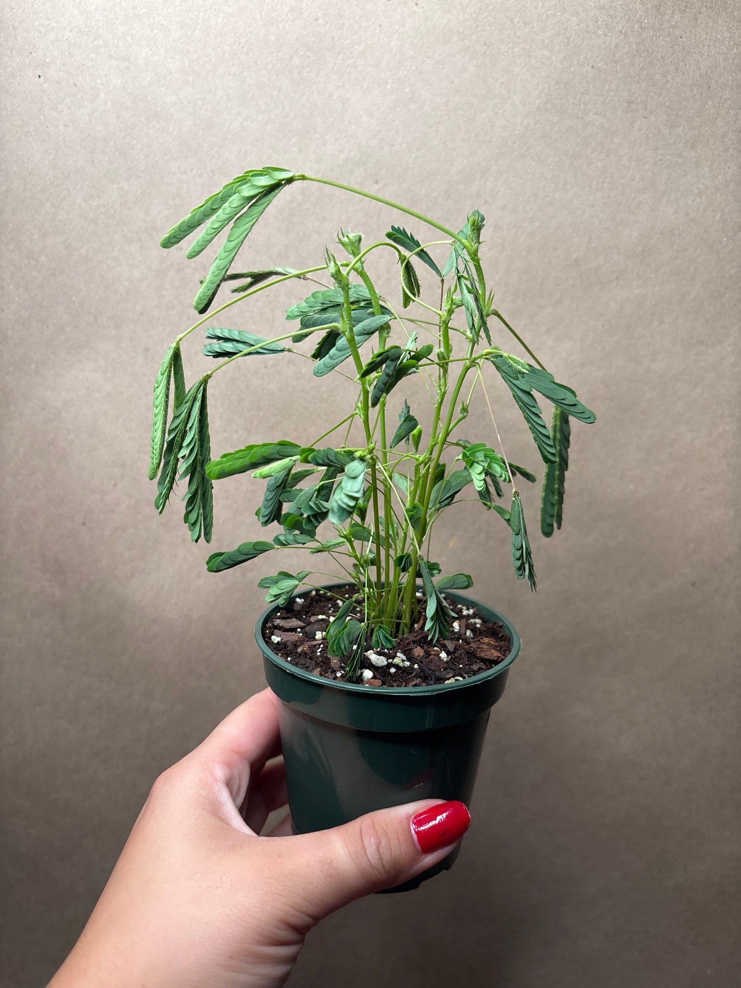 Sensitive Plant