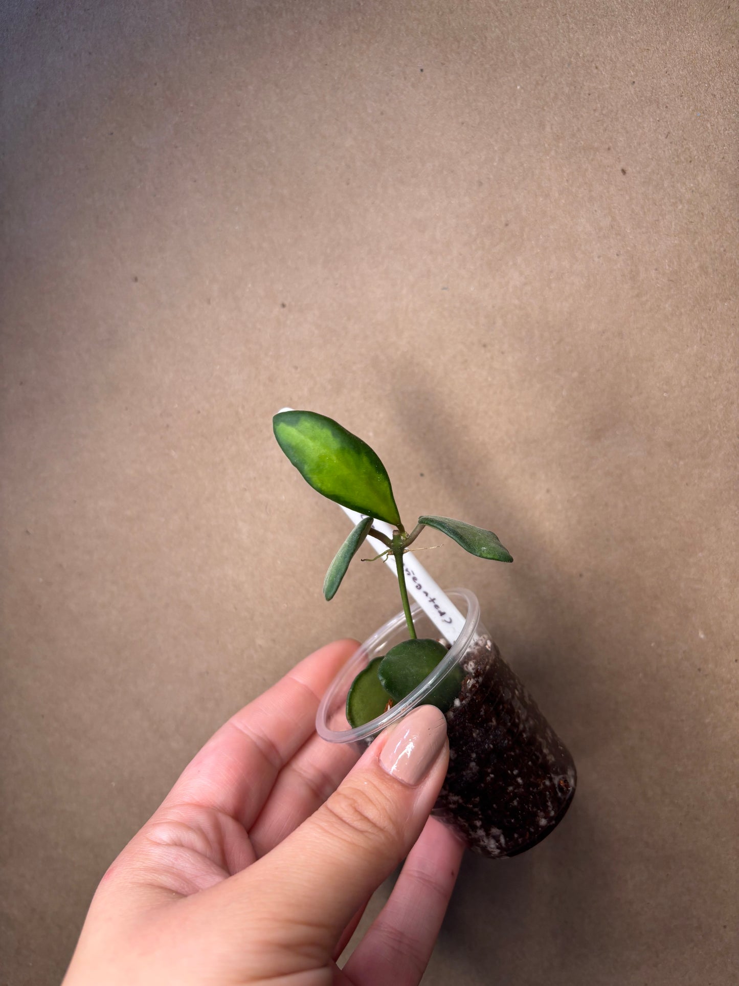Hoya burtoniae inner variegated