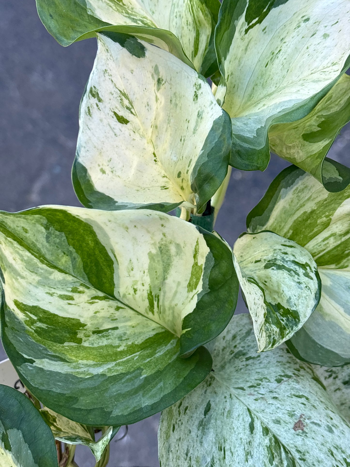 Manjula Pothos