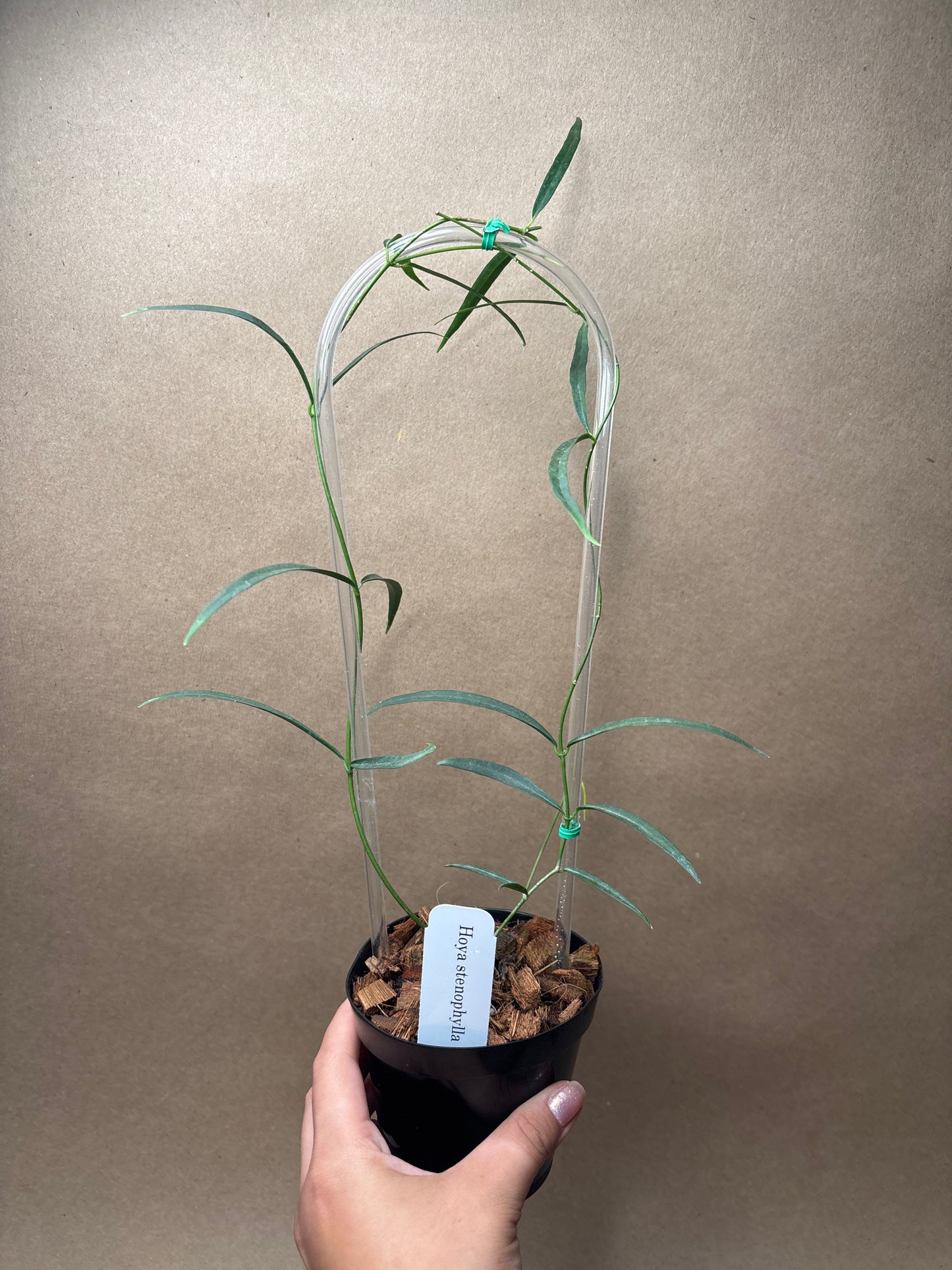 Hoya Stenophylla 4” Trellis