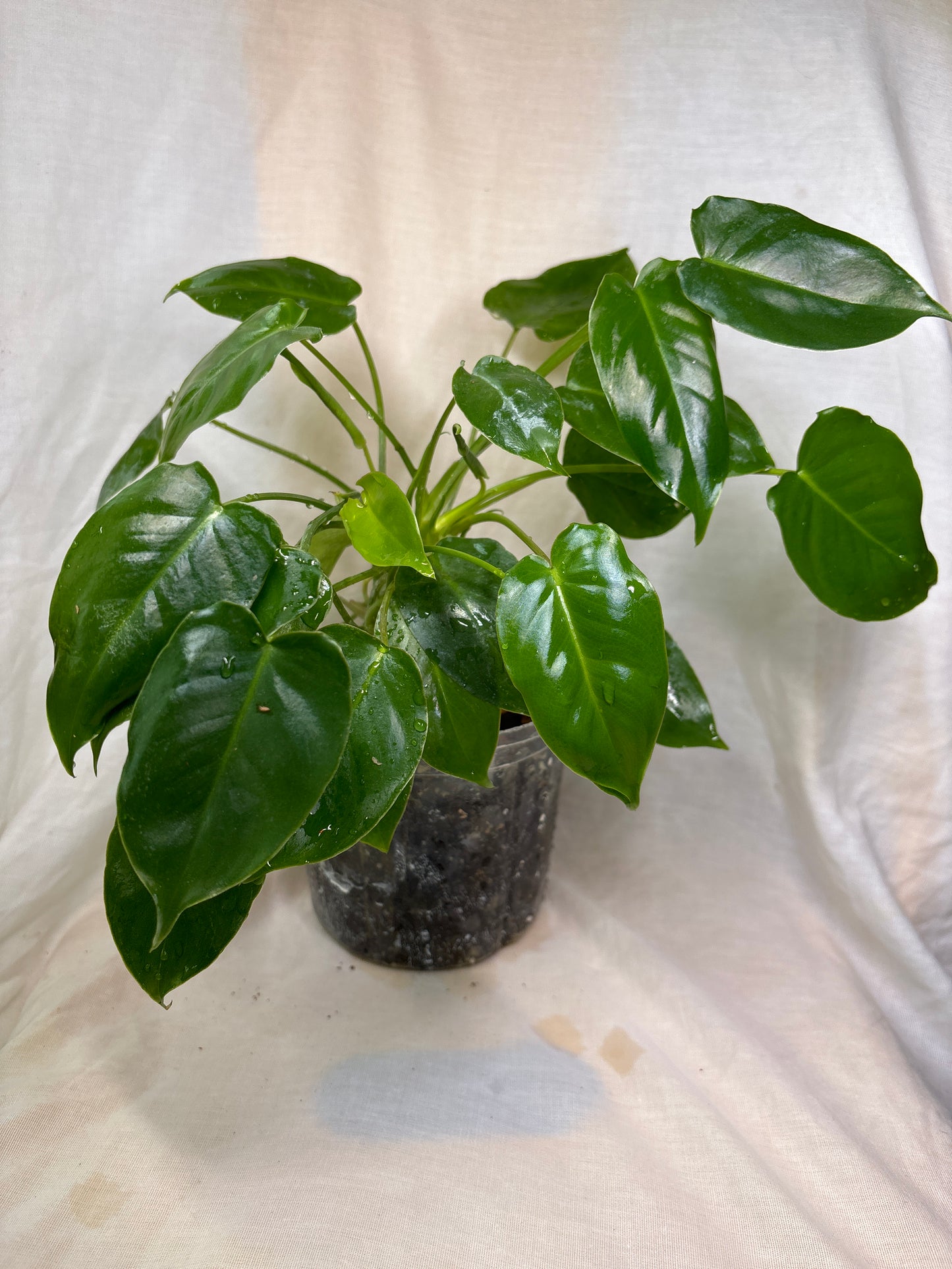 Philodendron Burle Marx
