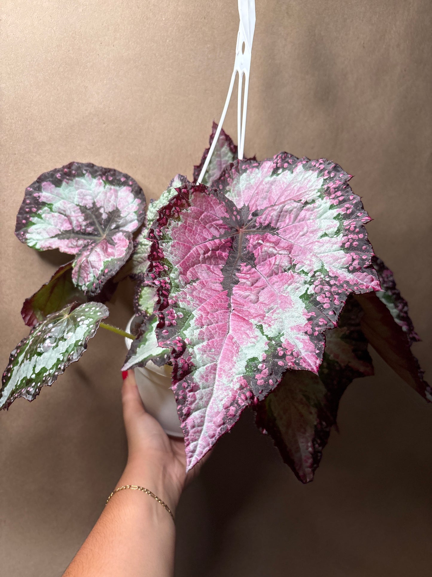 Begonia Emma’s Evolution™ celestial strawberry