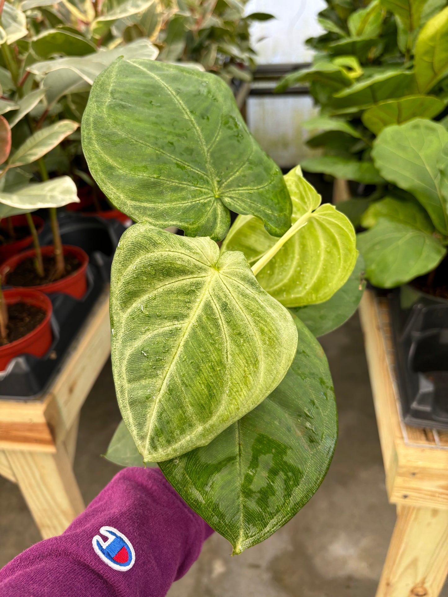 Syngonium Chiapense Frosted Heart