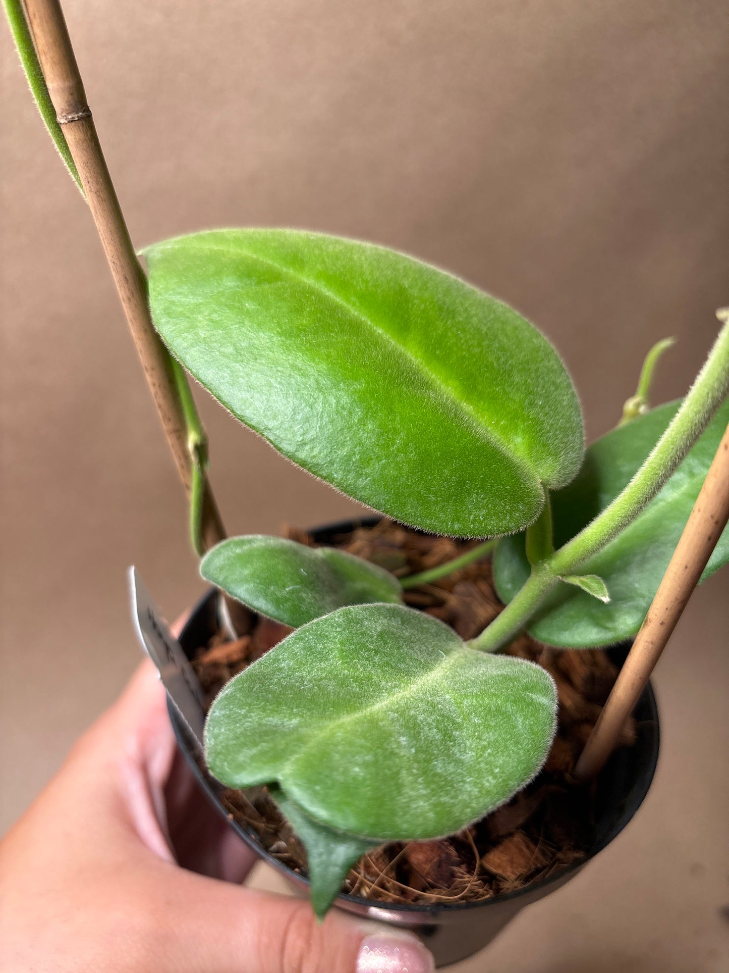 Hoya Calycina ‘Stargazer’ 4” Trellis