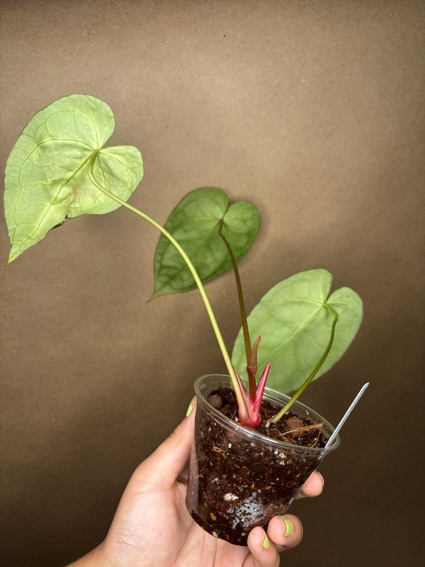 Anthurium Crystallinum
