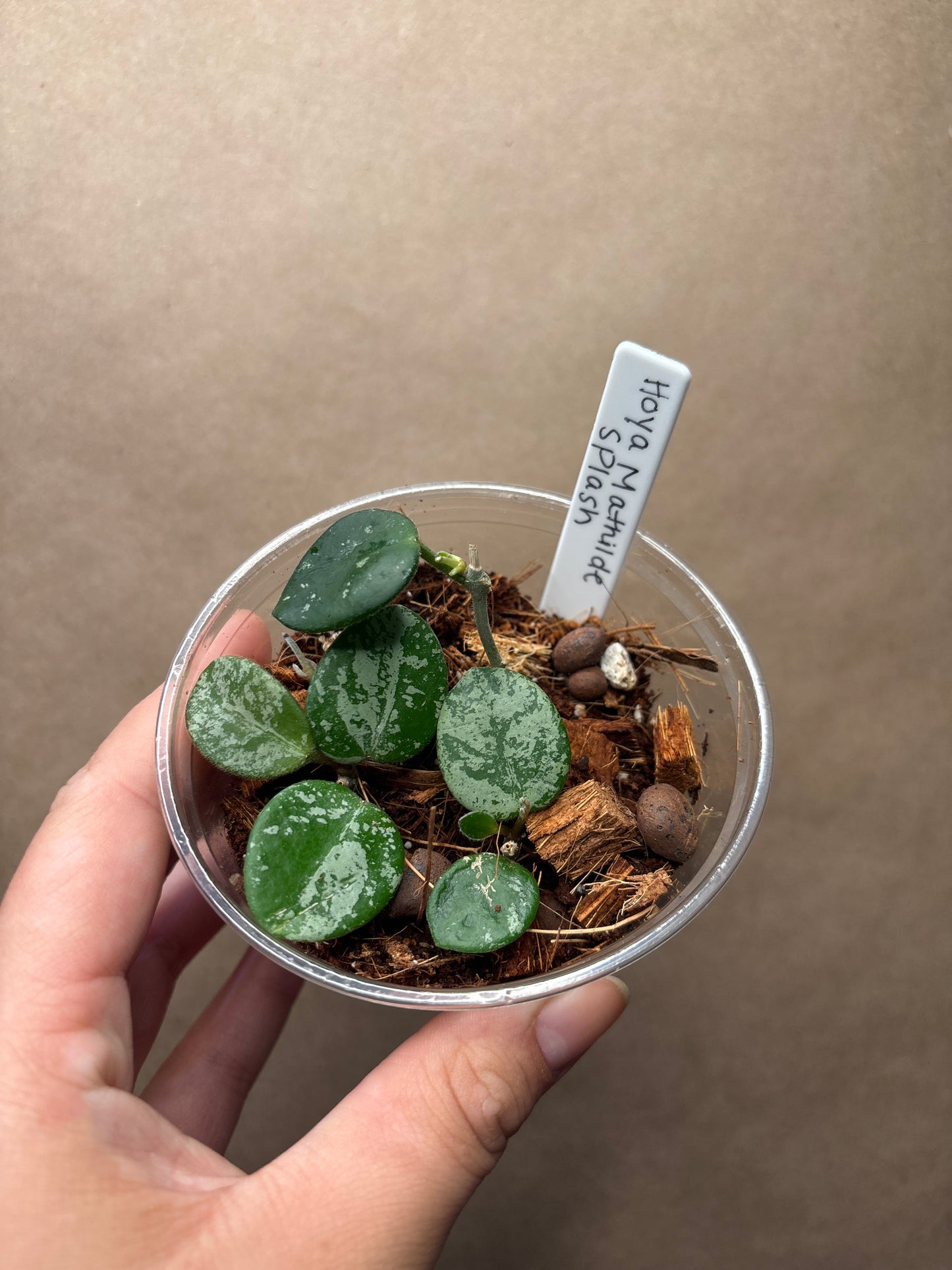 Hoya Mathilde Splash