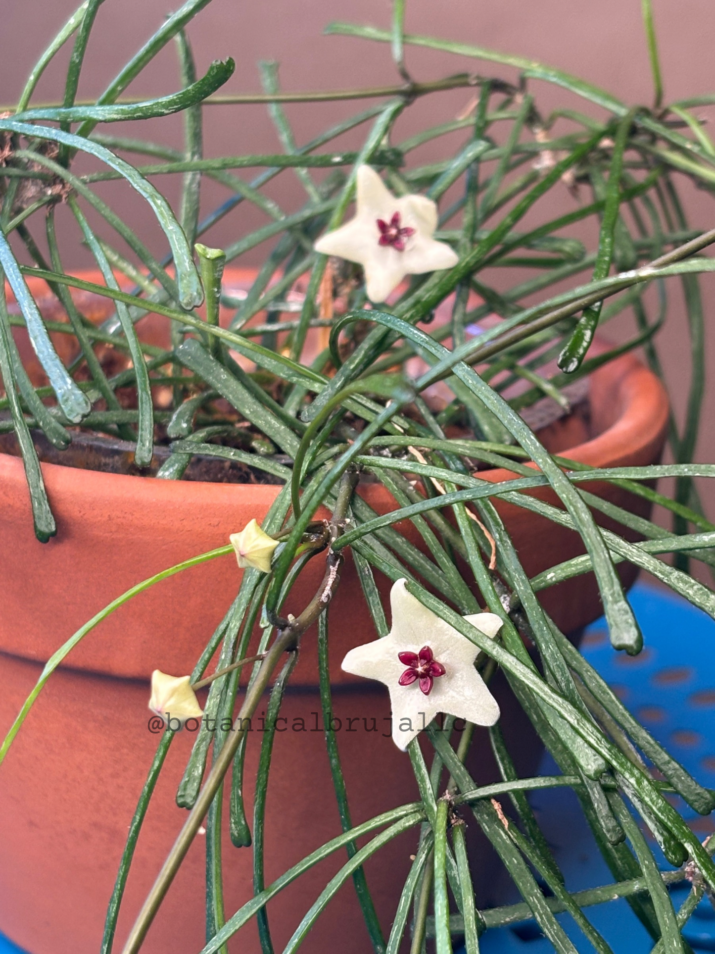 Hoya Retusa