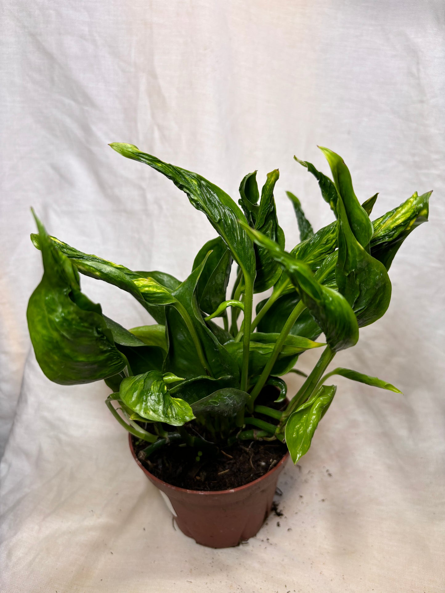 Epipremnum Aureum Shangri La